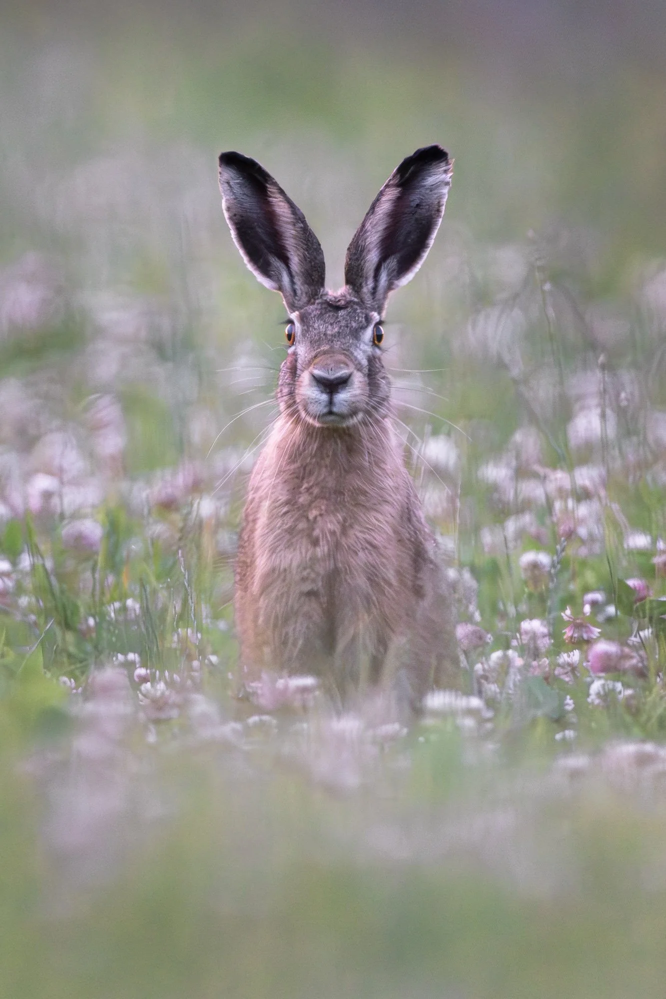 Hare in a clover field_Hase im Kleefeld