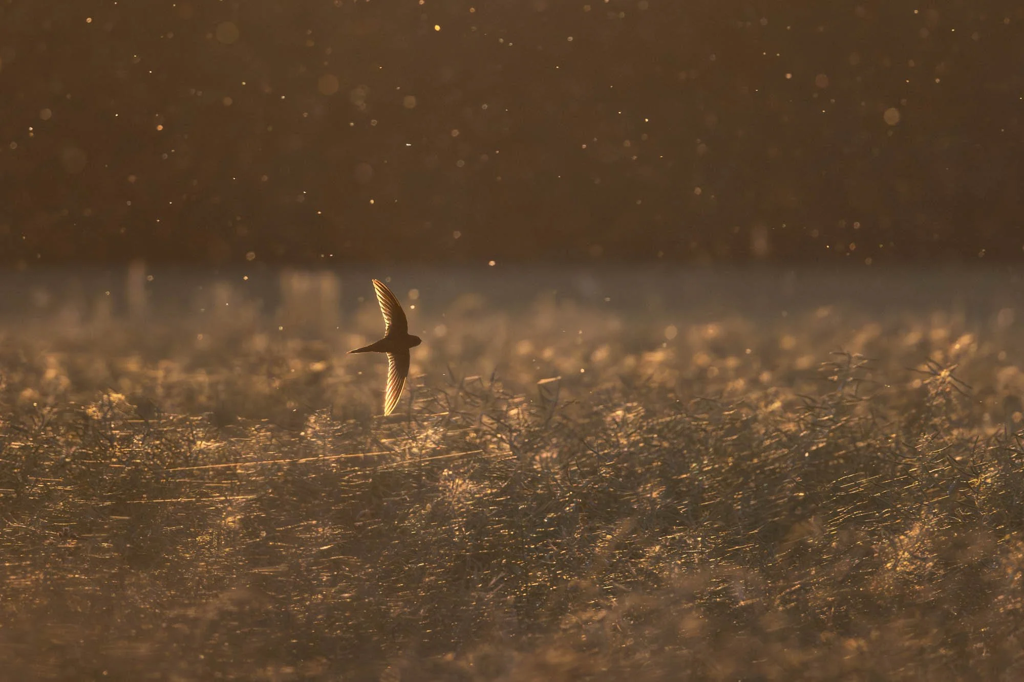 Mauersegler_Common swift