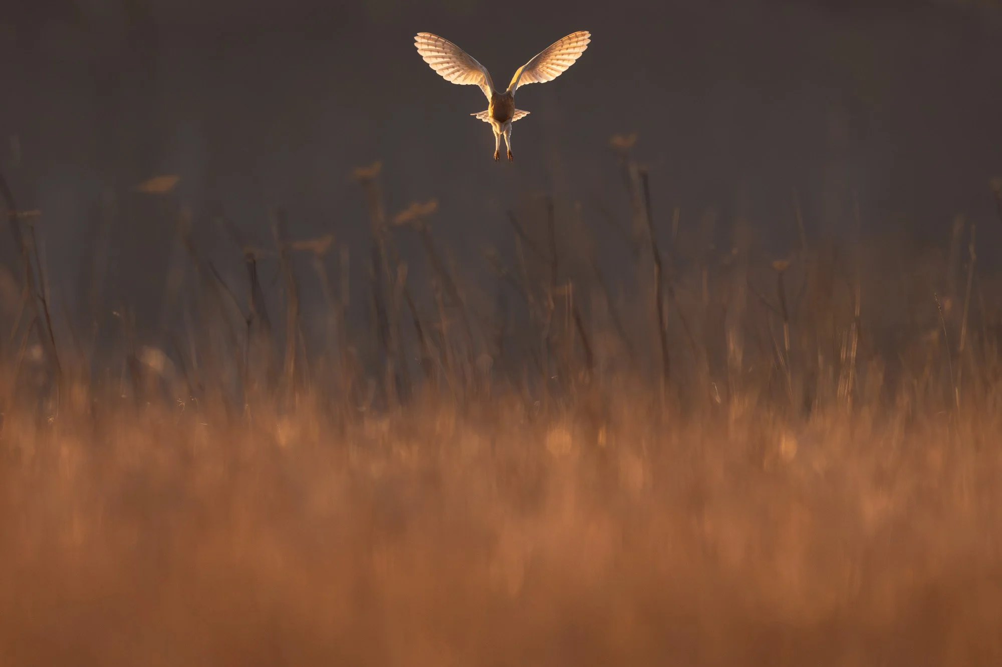 Barn owl_Schleiereule