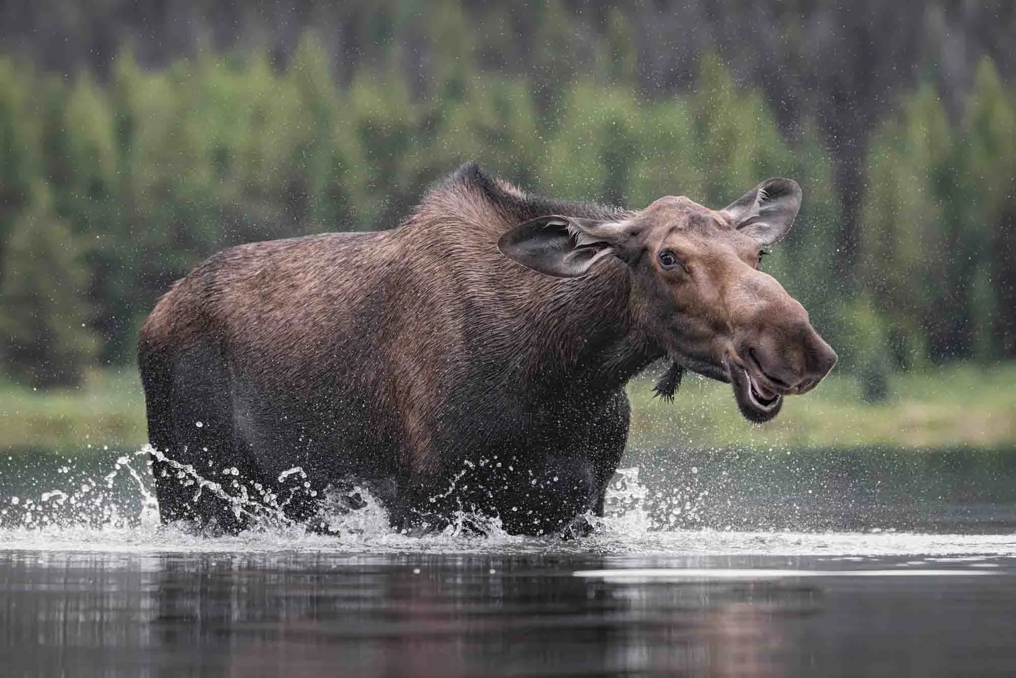 Female moose_Elchkuh