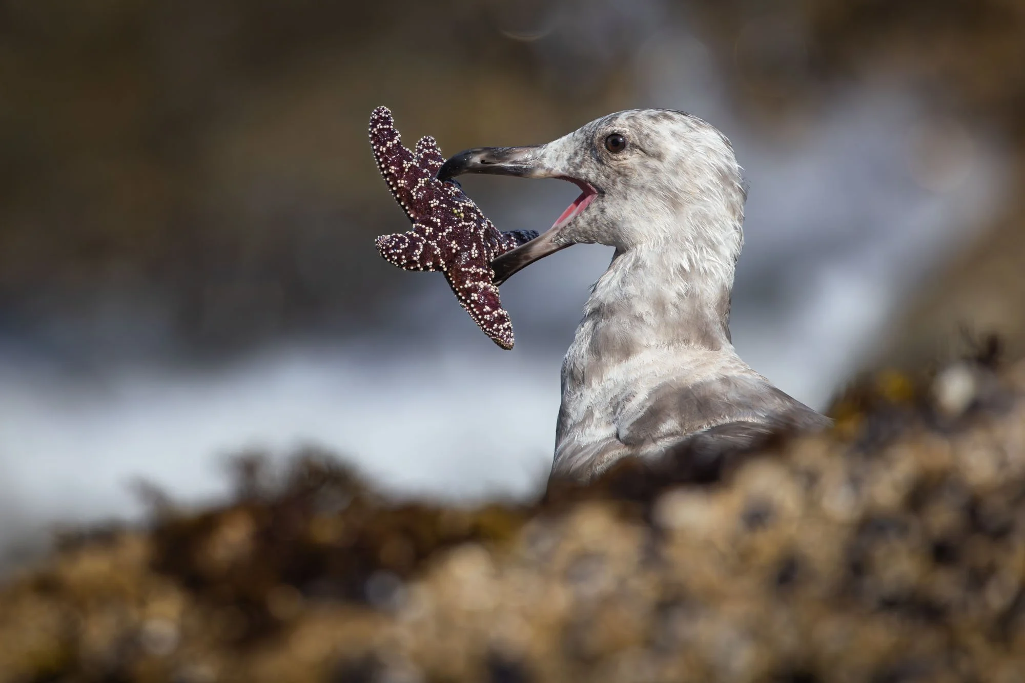 Sea gull with starfish_Seemöwe mit Seestern