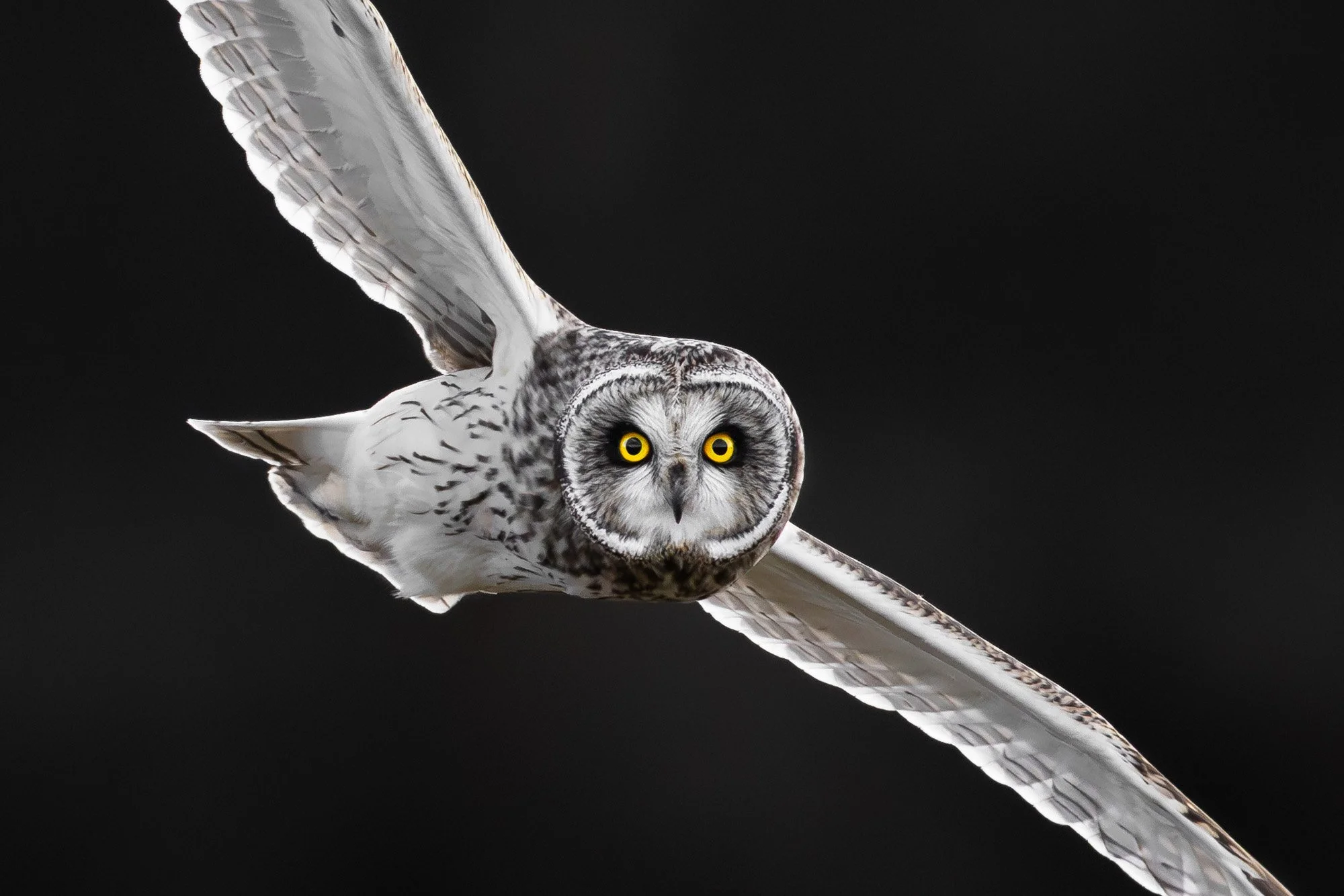 Short-eared owl_Sumpfohreule