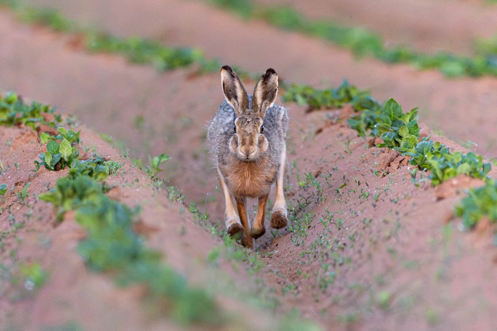 Hare on a potatoe field_Feldhase auf einem Kartoffelacker