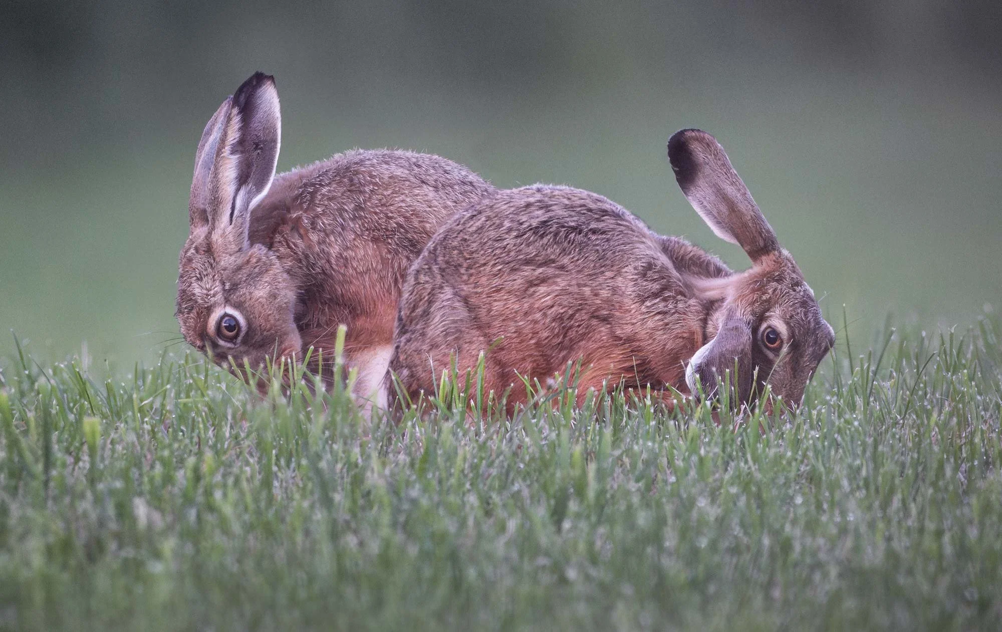 Warely hares_Misstrauische Hasen