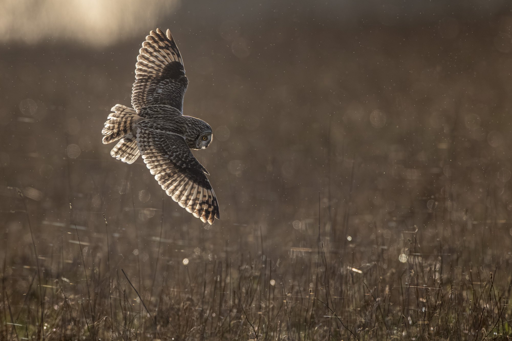 Short-eared owl_Sumpfohreule