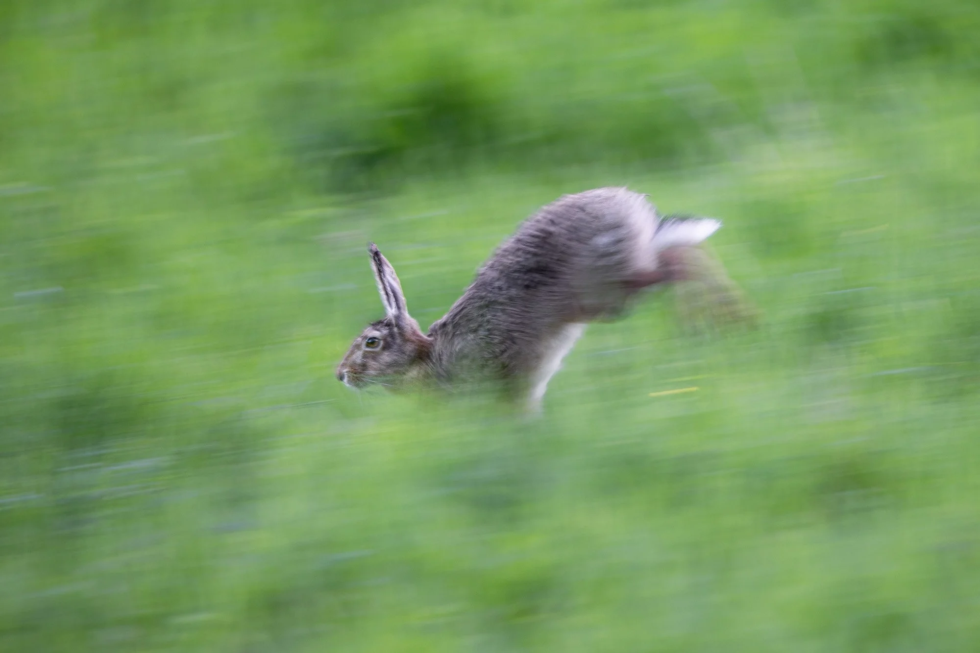 Hare running across a meadow_Hase rennt über eine Wiese