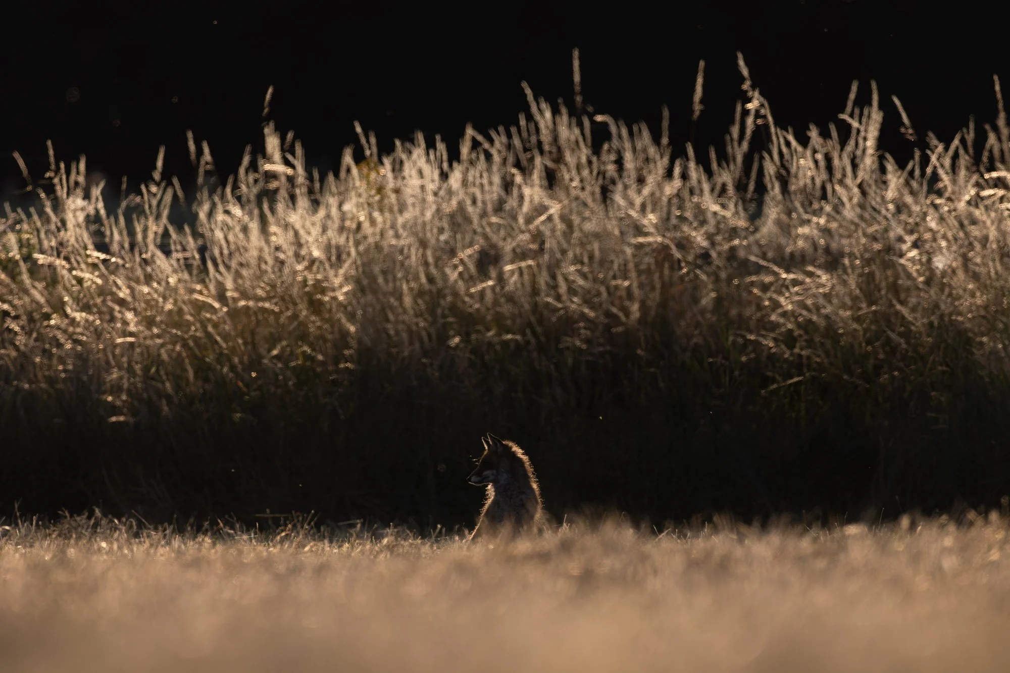 Fox on a horse pasture_Fuchs auf einer Pferdeweise