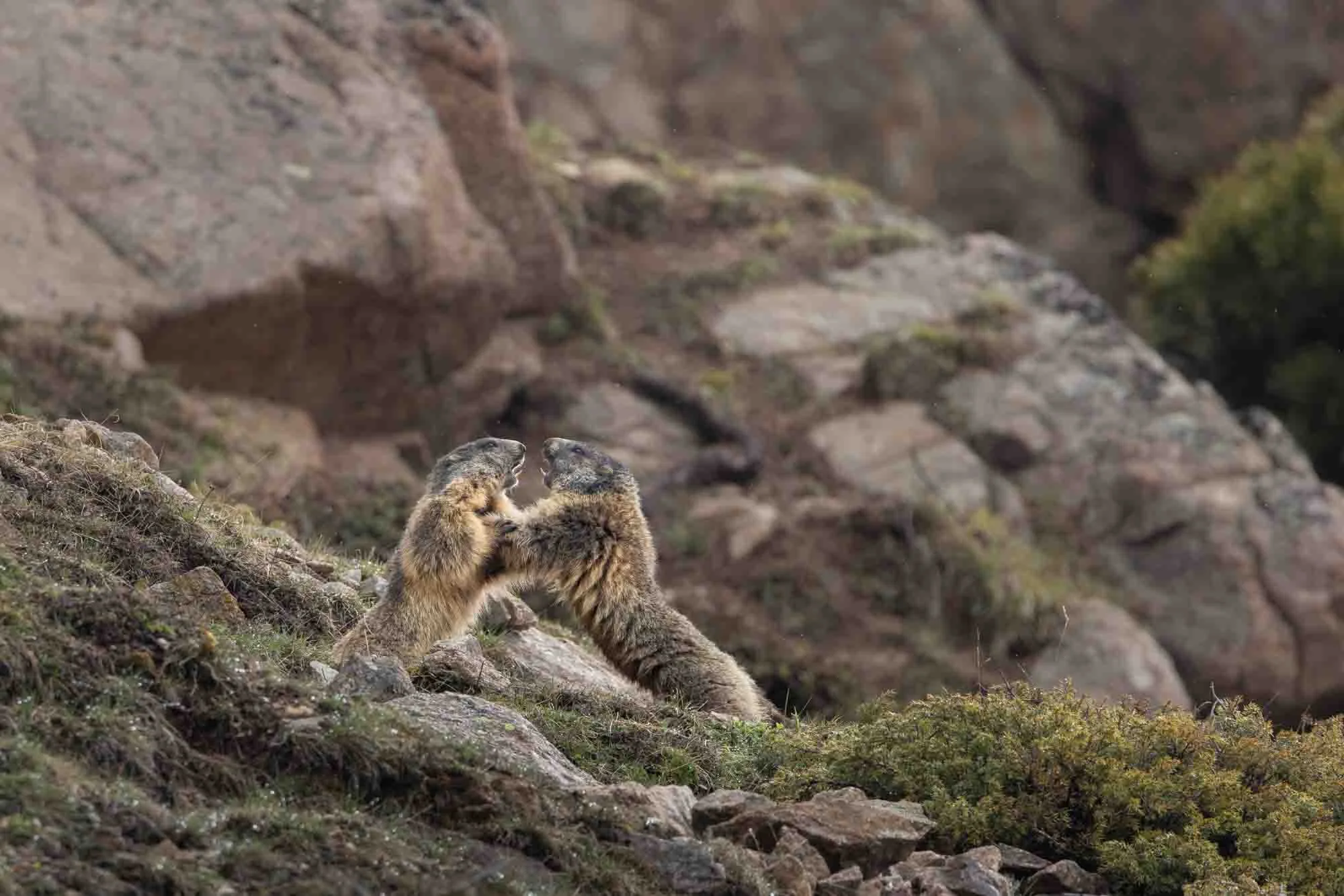 Marmots playfighting_Murmeltiere kämpfen spielerisch