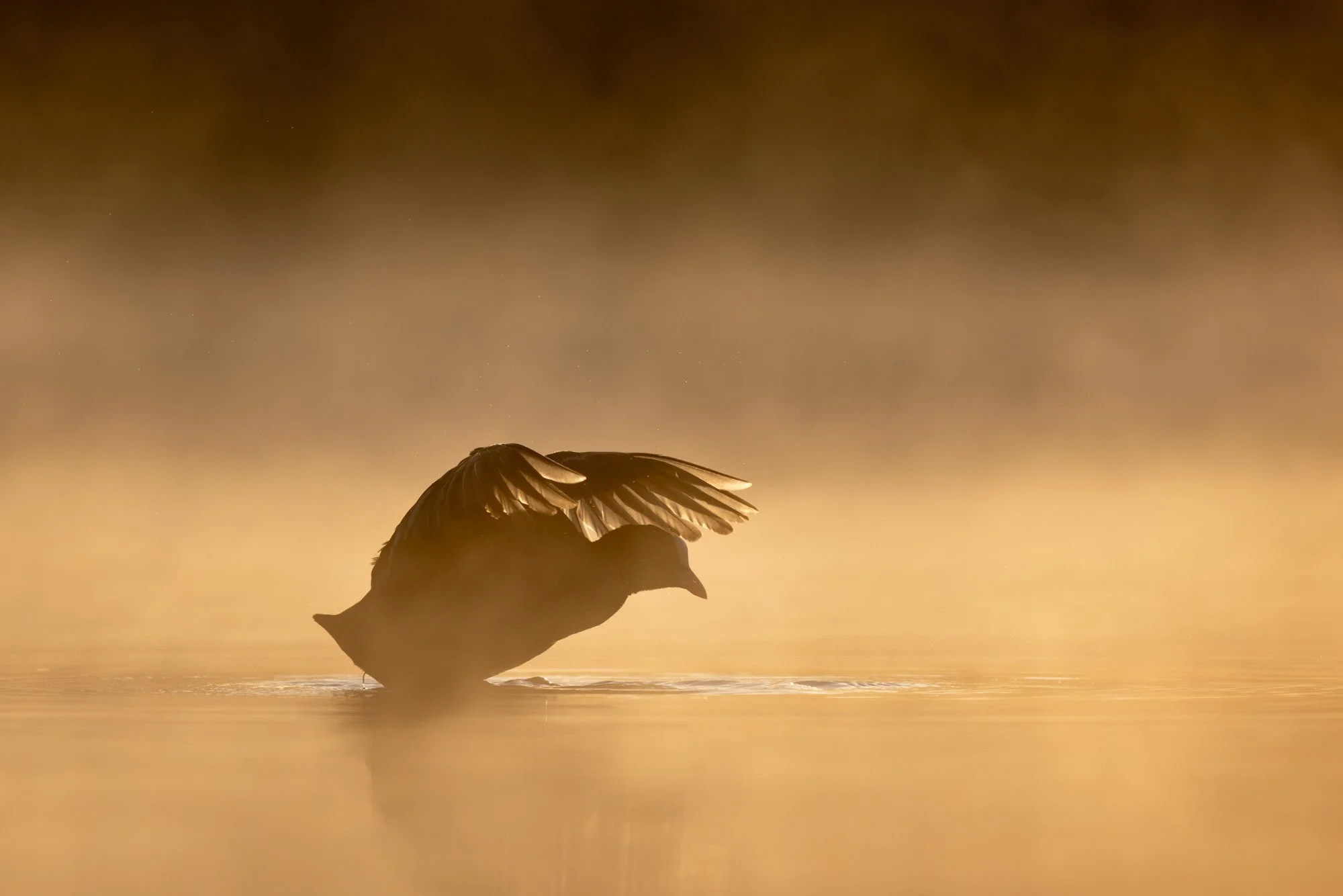 Coot_Blässhuhn