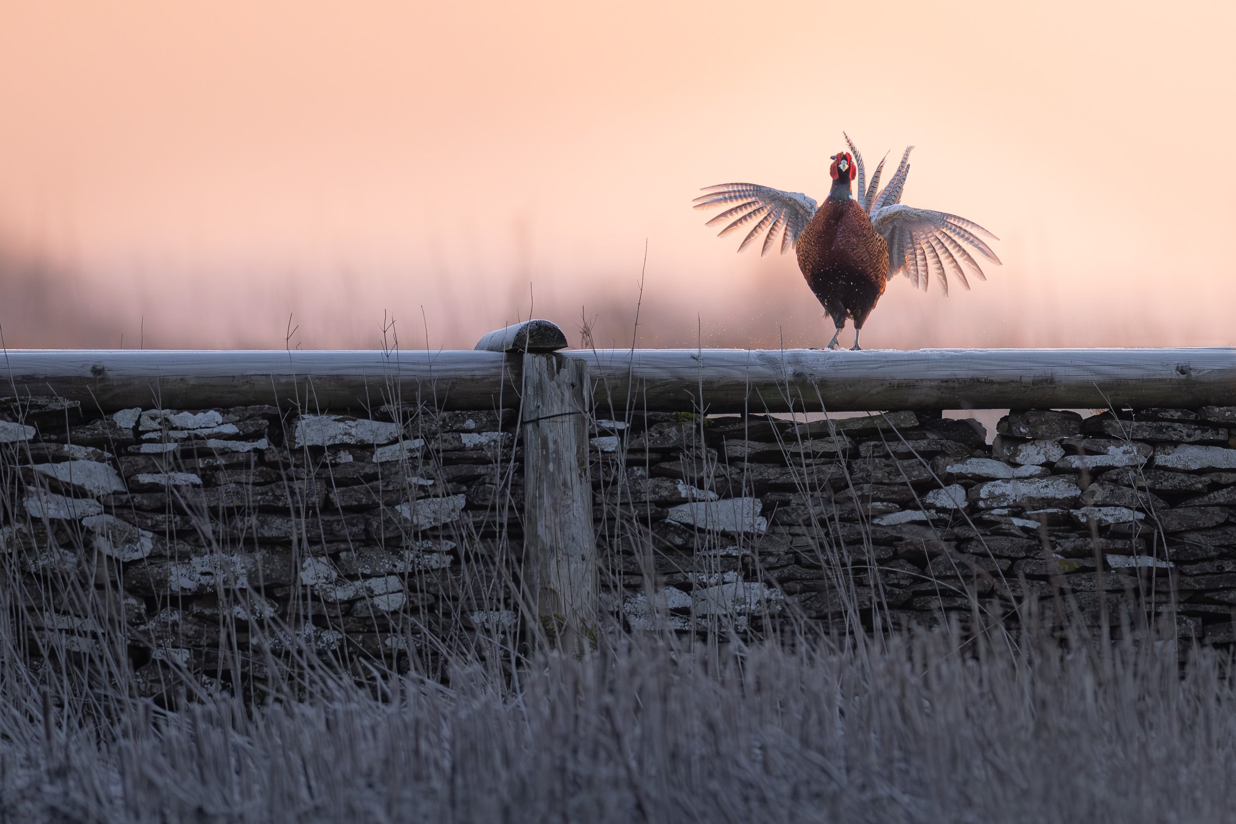 Frosty morning show, pheasant_Fasan