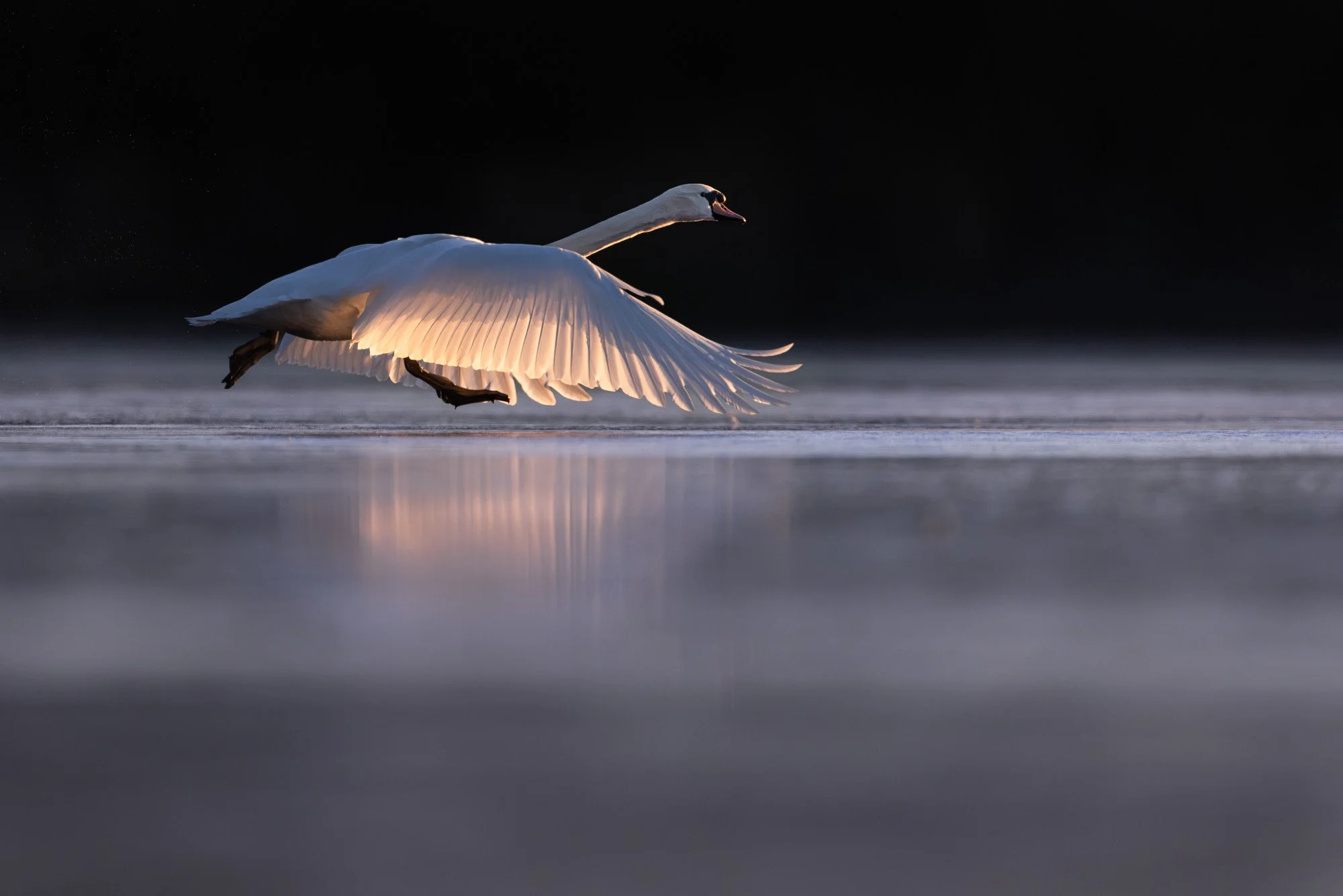 Mute swan taking off from a frozen lake_Höckerschwan hebt von einem gefrorenen See ab 