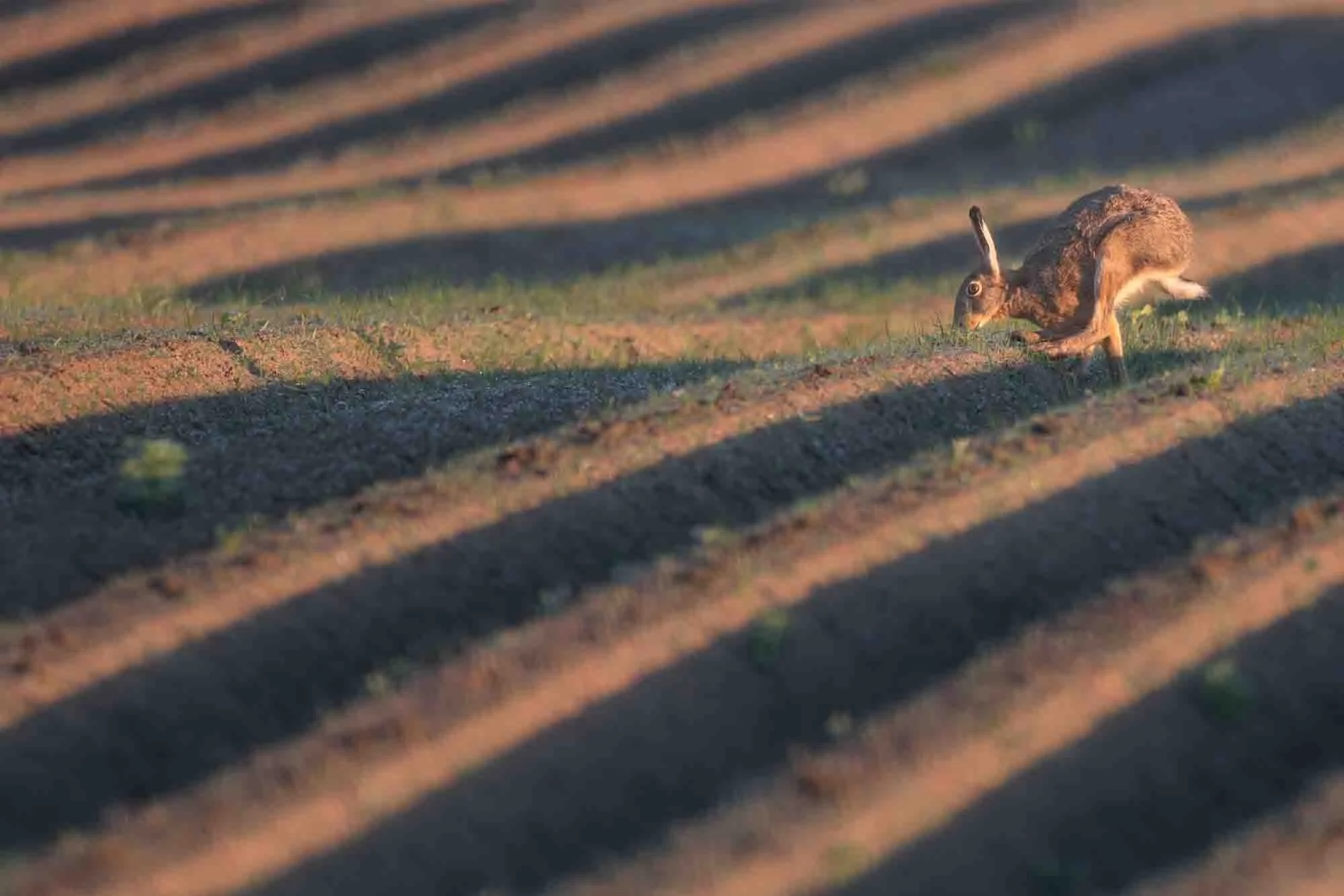 Hare on a potatoe field_Feldhase auf einem Kartoffelacker