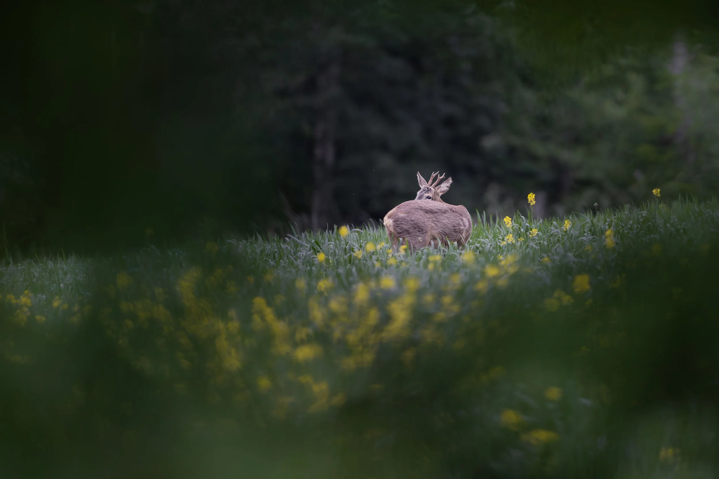 Roe deer in a rapeseed field_Bock im Rapsfeld