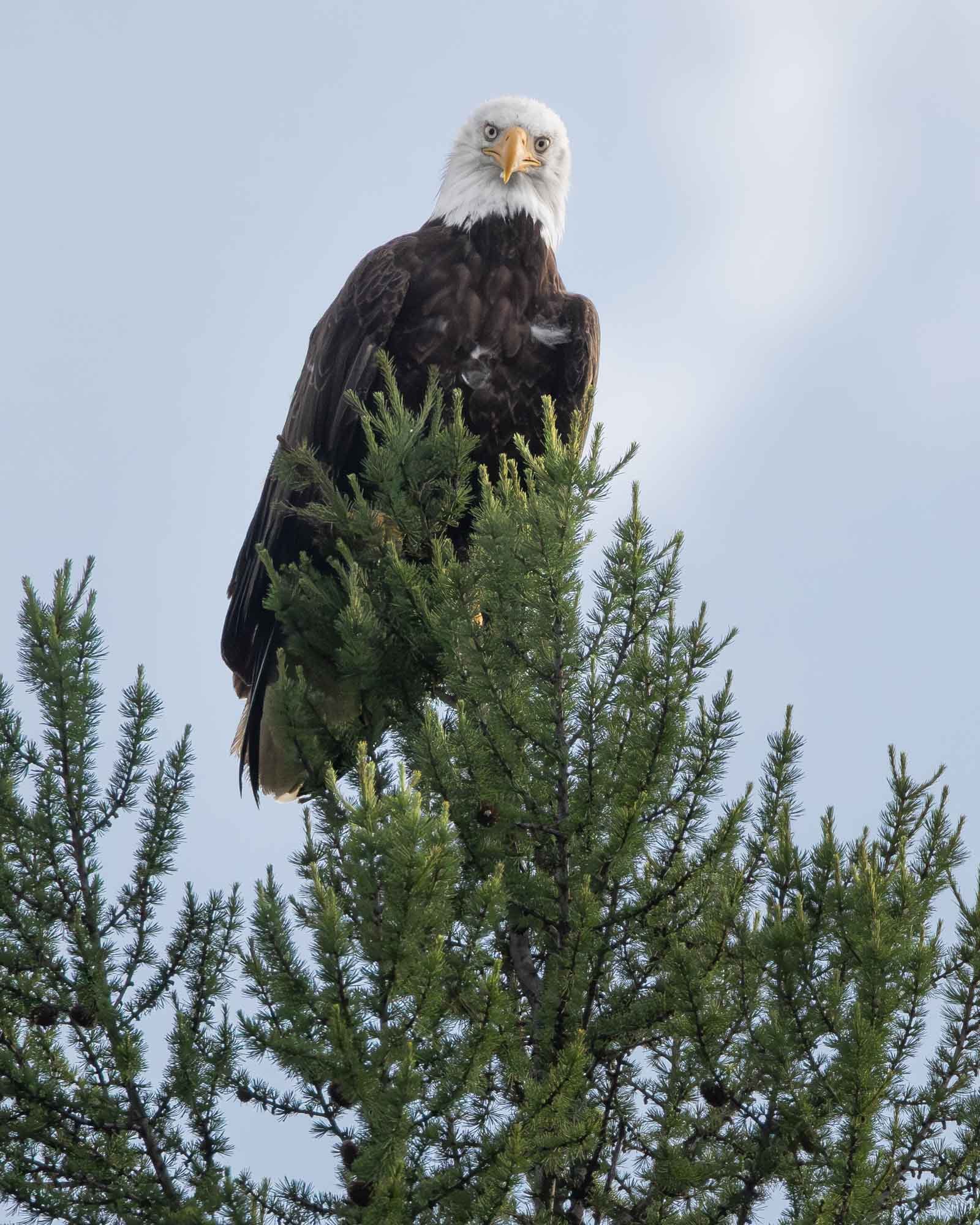Bald eagle_Weißkopfseeadler