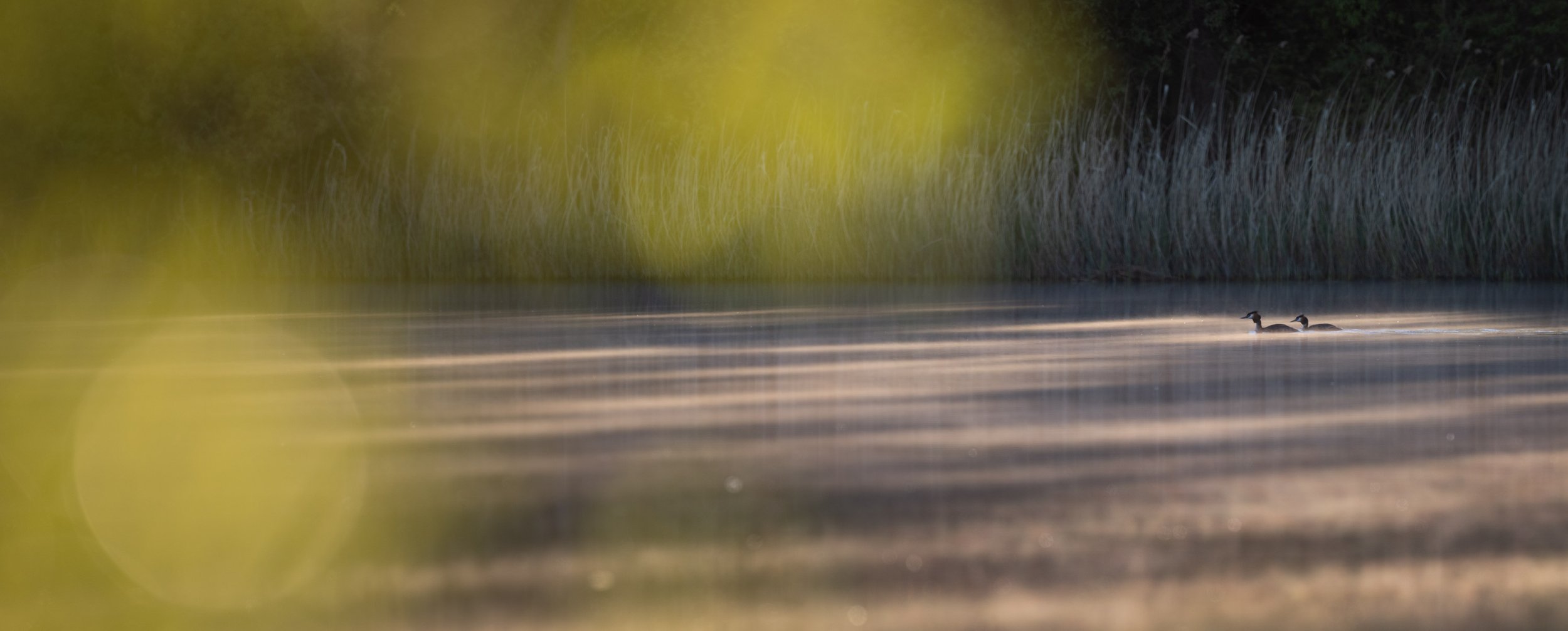 Pair of great crested grebes_Haubentaucher Paar