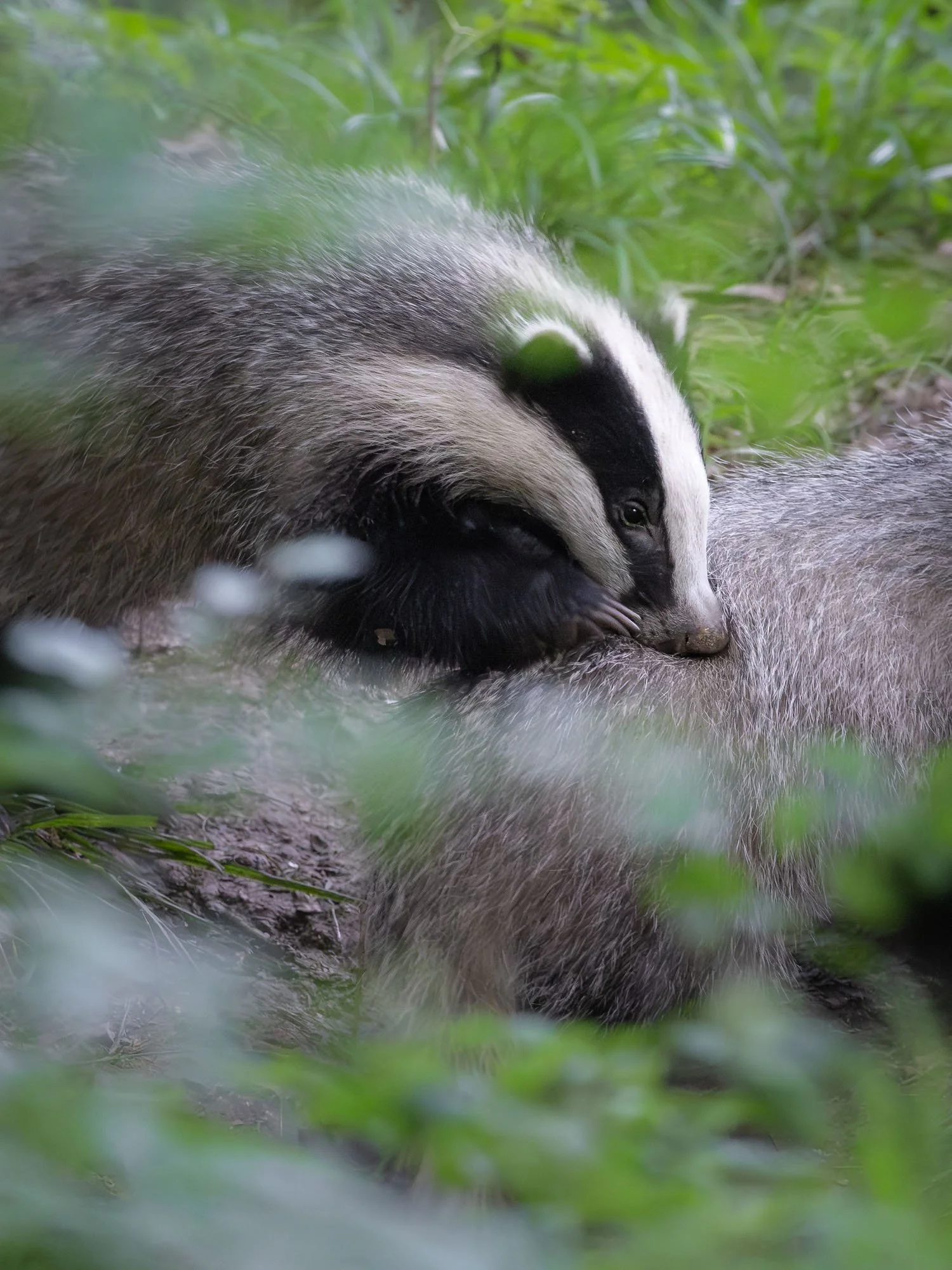 Young badger playing_Jungdachs beim Spielen