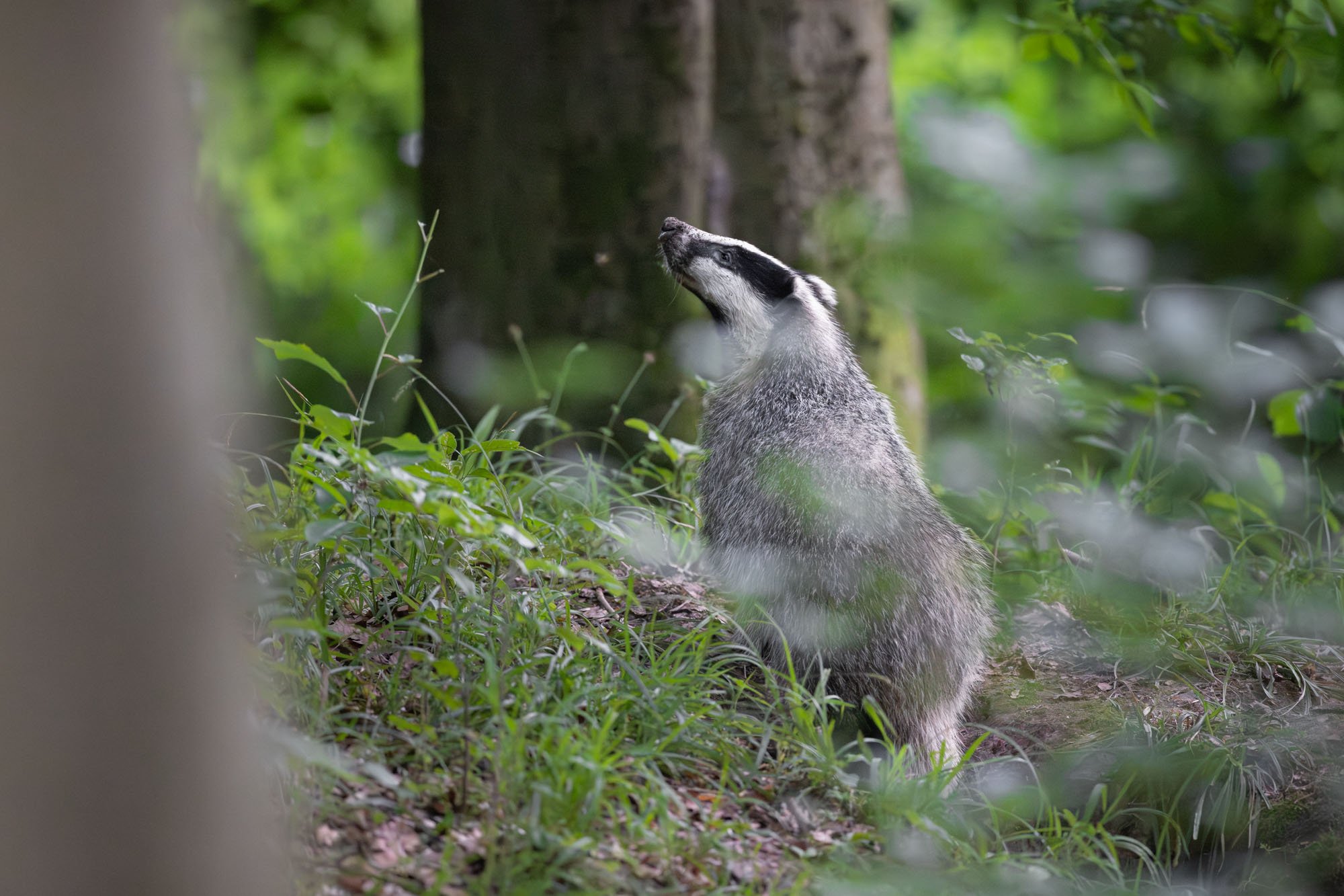 Badger_Dachs