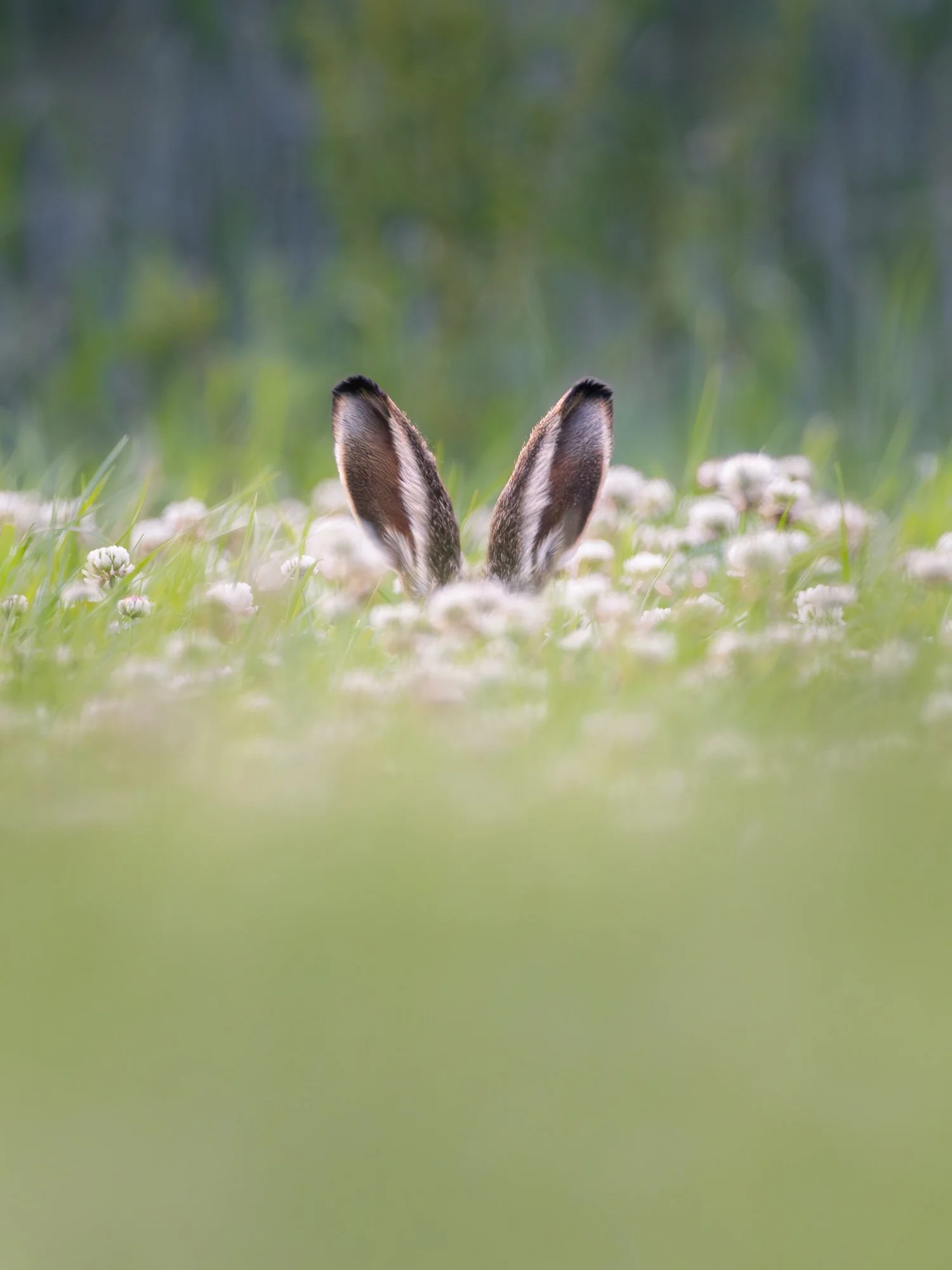 Hare_Feldhase