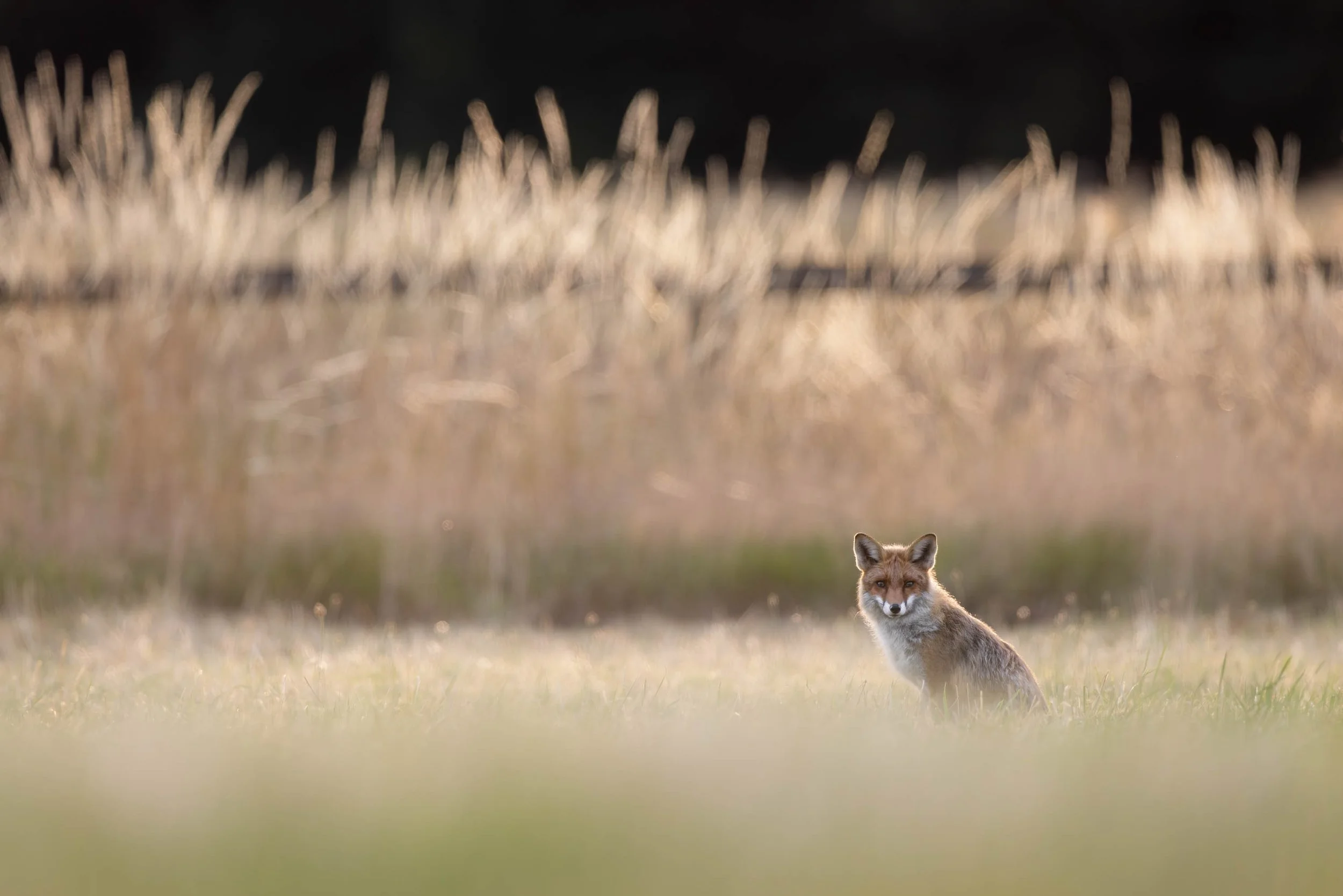 Fox on a horse pasture_Fuchs auf einer Pferdeweide