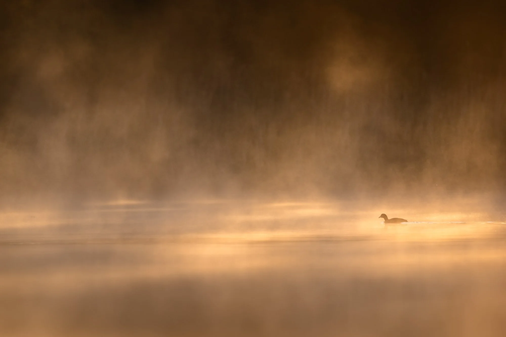 Coot_Blässhuhn