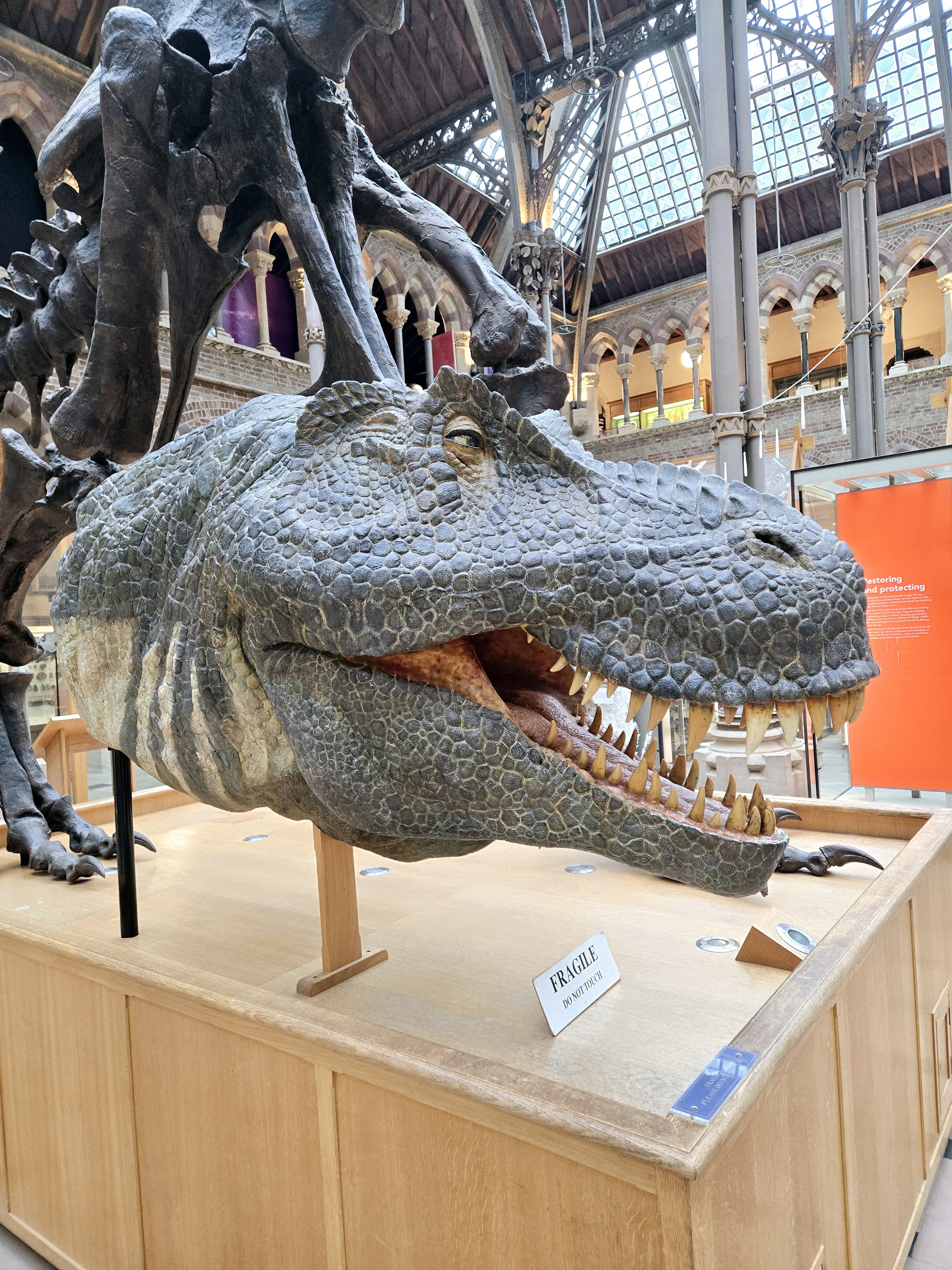 Dinosaur collection at the NHM