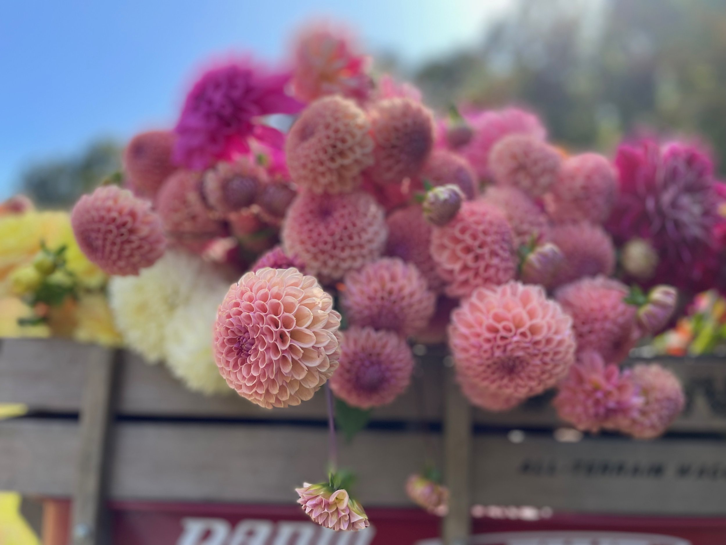 IMG_6252.jpeg