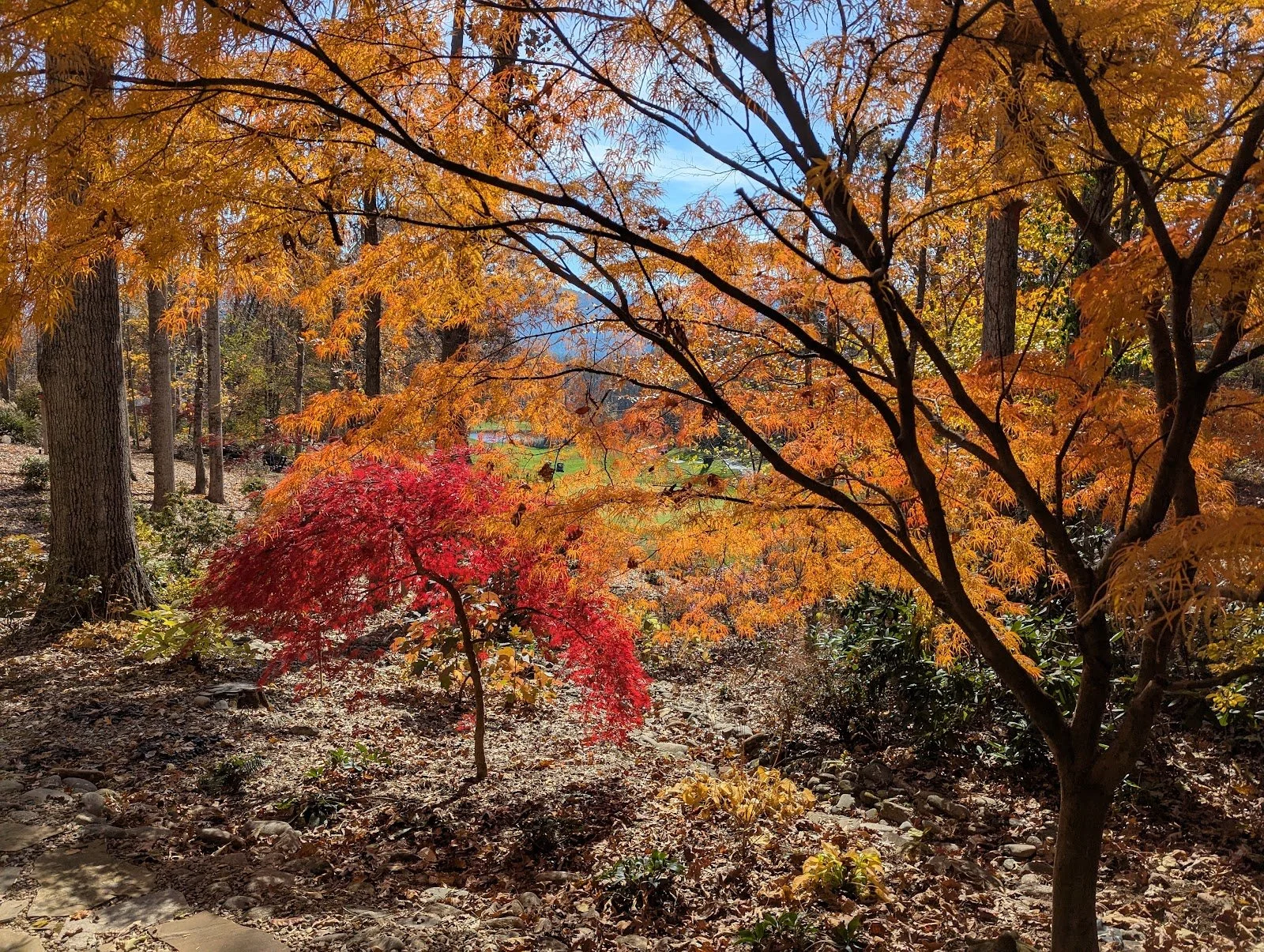 Japanese Maples.jpg