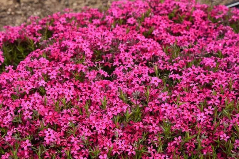 phlox-subulata-Red-Wings-creeping-phlox-780x520.jpg