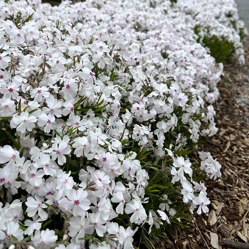 amazing-grace-creeping-phlox_1.webp