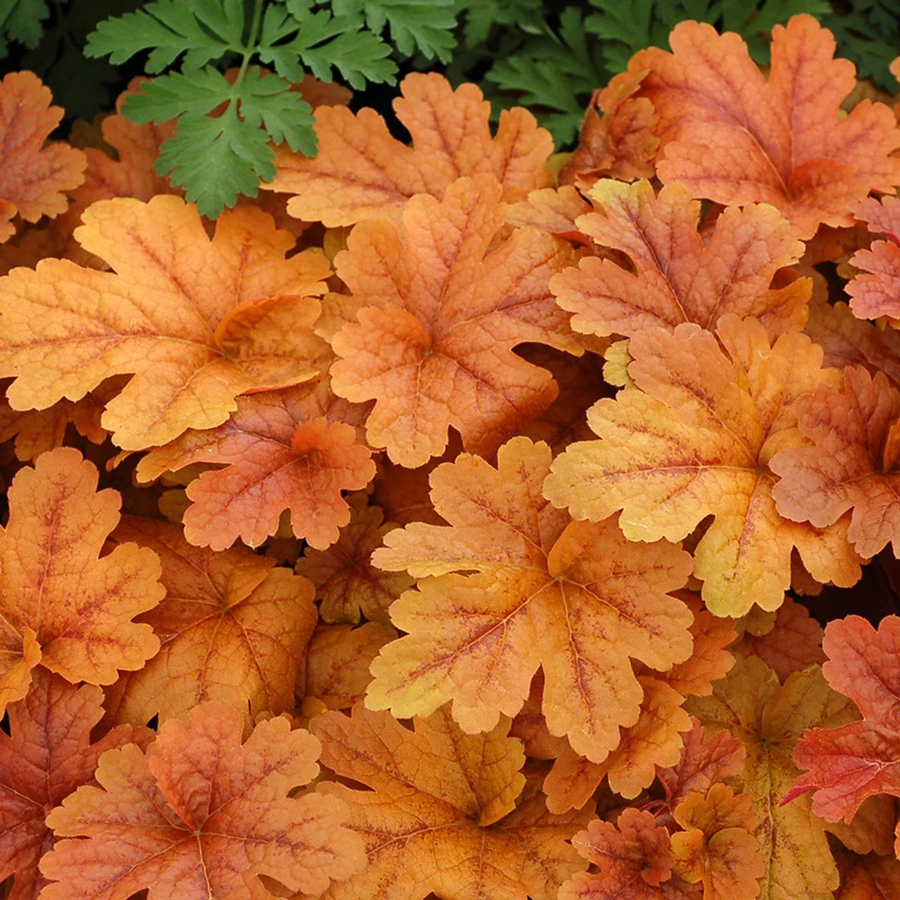 Heucherella_Buttered_Rum_3b_Web__33239.jpg
