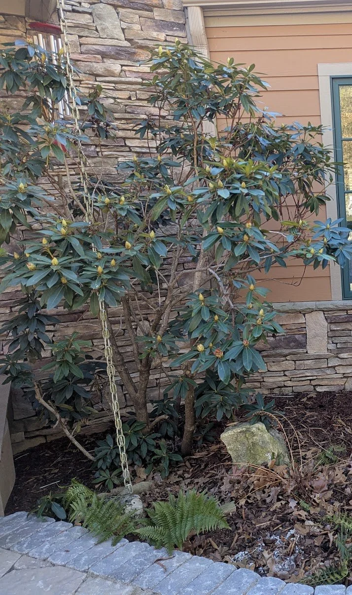 Rhododendron Pruning Example.jpg