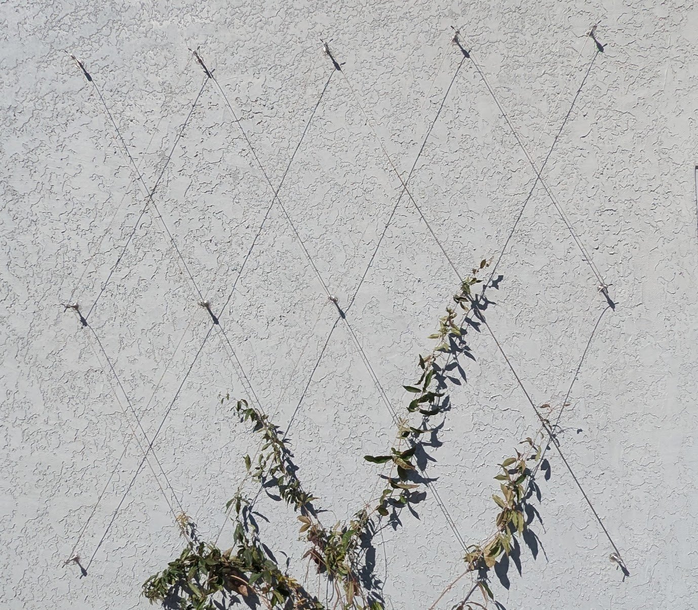 Espalier Install.jpg