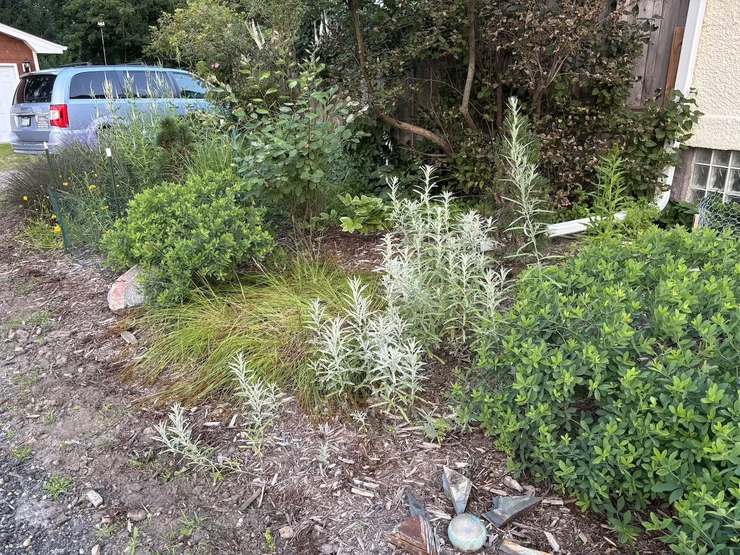 textural native plantings along hot, dry curb edge at roadside