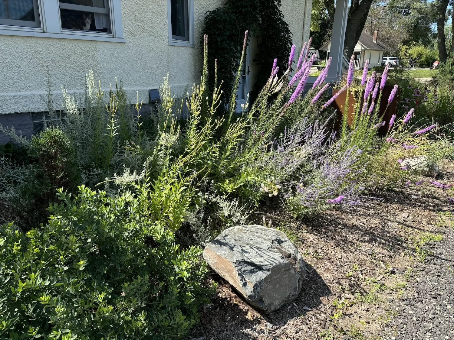 native butterfly garden with curb appeal, low maintenance and drought tolerant, minimal weeding needs and long lasting flower bloom