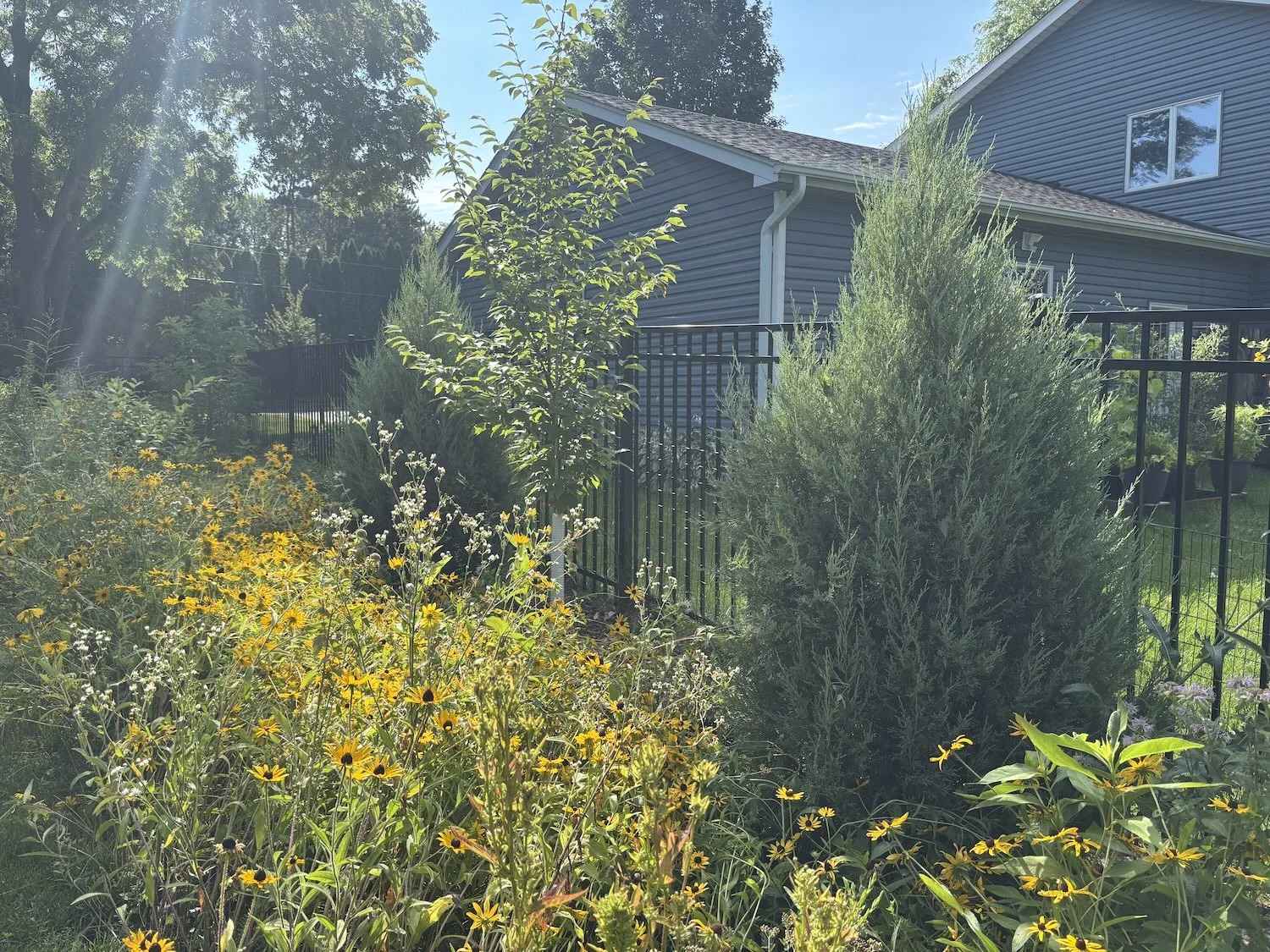 mature low-maintenance native landscape providing pollinator habitat and beauty