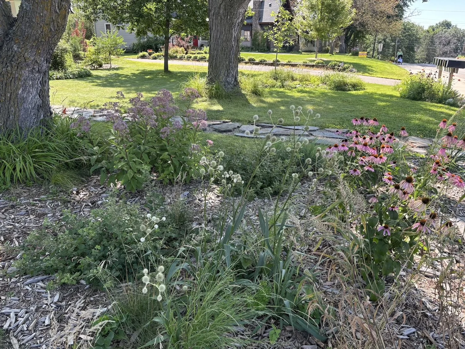 native garden for part shade in minnesota, twin cities, with drought and salt tolerant plantings, long lasting bloom and pollinator interest