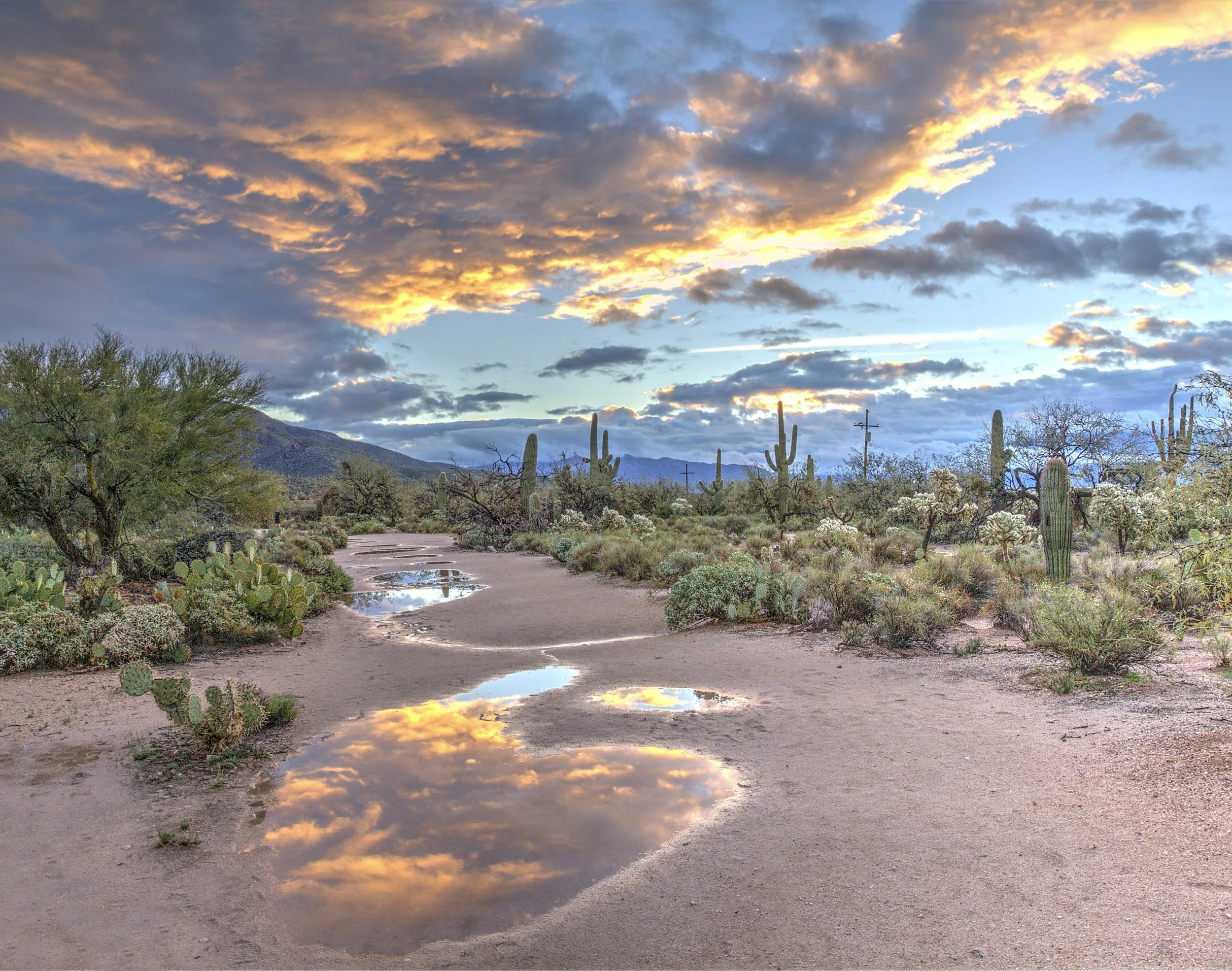 Desert landscape during sunset with cacti, bushes, muddy path, and puddles reflecting the colorful sky.