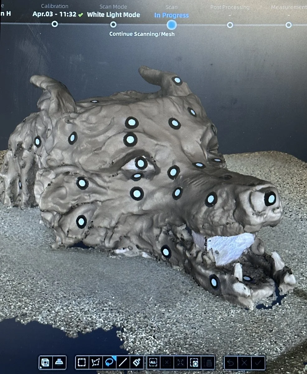 3D scan by argots oddities & 3d print shop