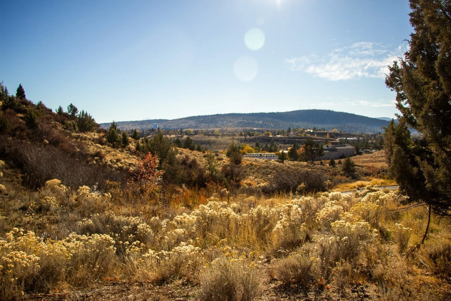 Grassy landscape with vegetation and trees in Klamath County, with low hills and a few buildings in the distance under a blue sky.