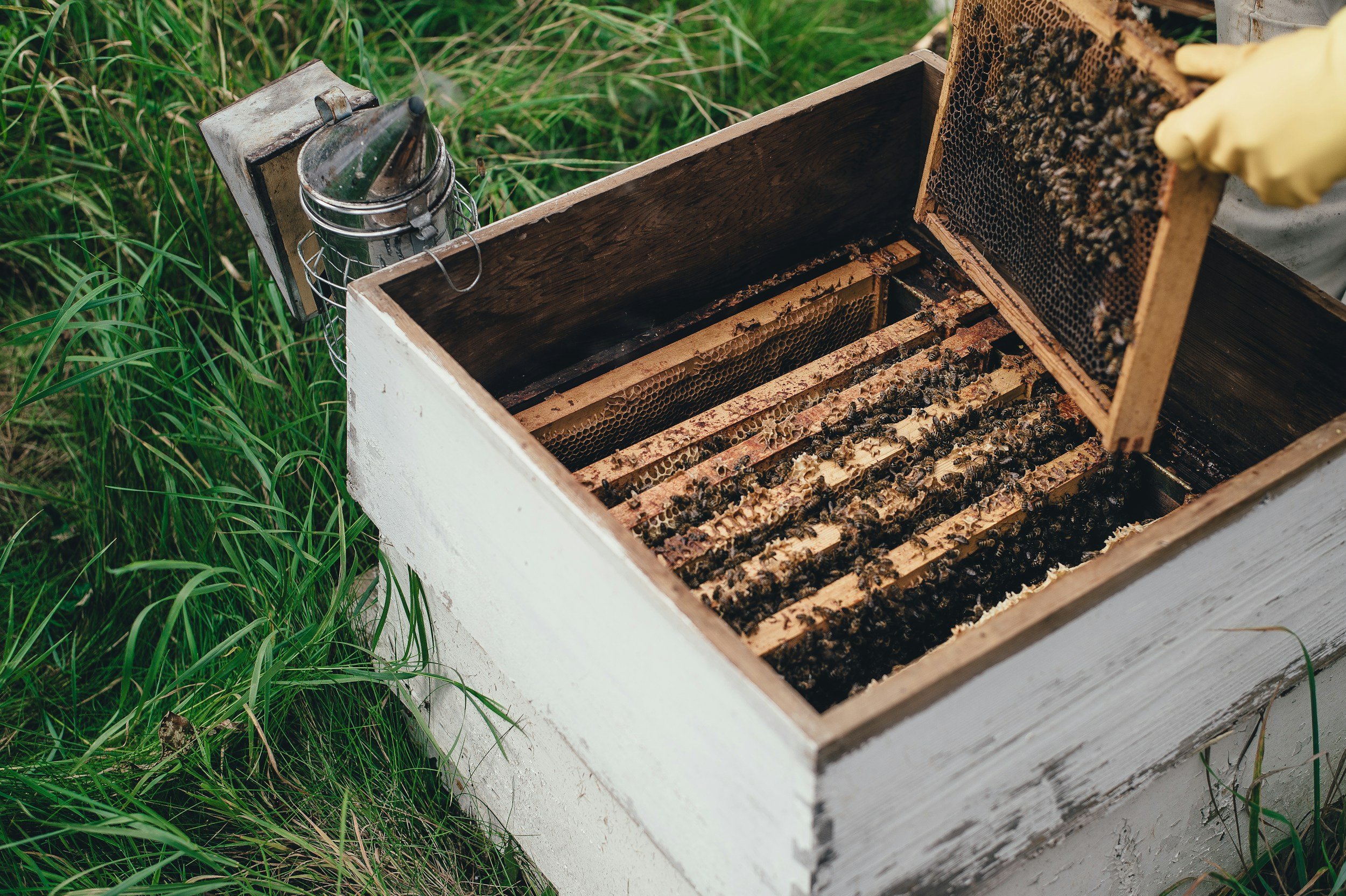 Open beekeeper's hive with frames of honeycomb and bees inside, outdoor setting with green grass.