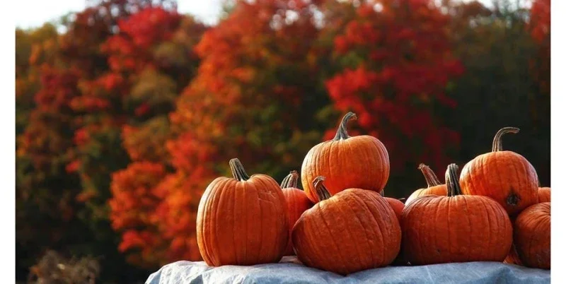 Pumpkin Patch - Egg Harbor WI 