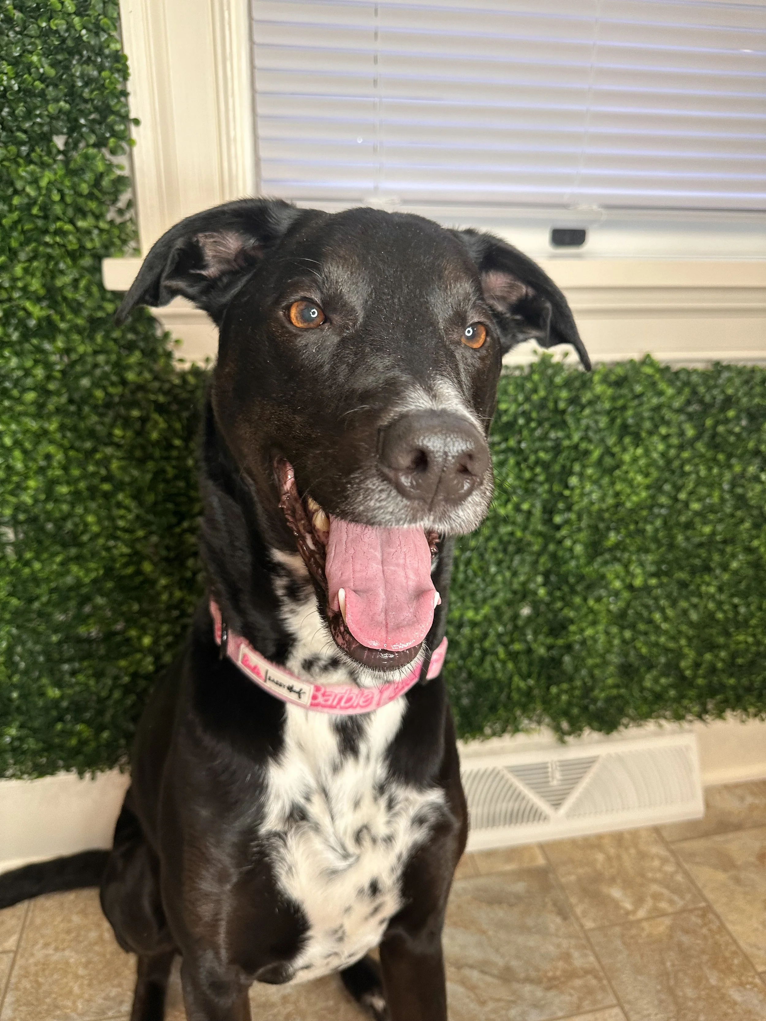 Learn more about Doink, Resident Salon Pup at Matthias Ryan Hair Studio