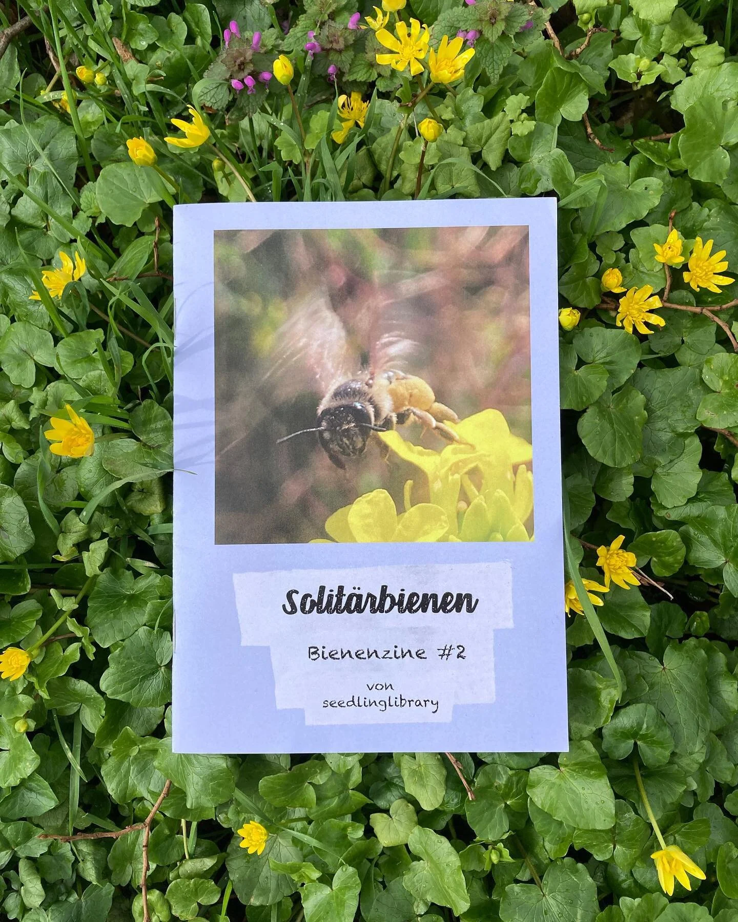 Solit&auml;rbienen (Bienenzine #2) 🐝🪻🫧

(for english description, hit translate button)

Bienen gelten allgemein als sehr gesellig - aber was ist mit den introvertierten Eigenbr&ouml;tlis unter ihnen? Falls ihr neugierig seid, ist dieses Zine f&uu