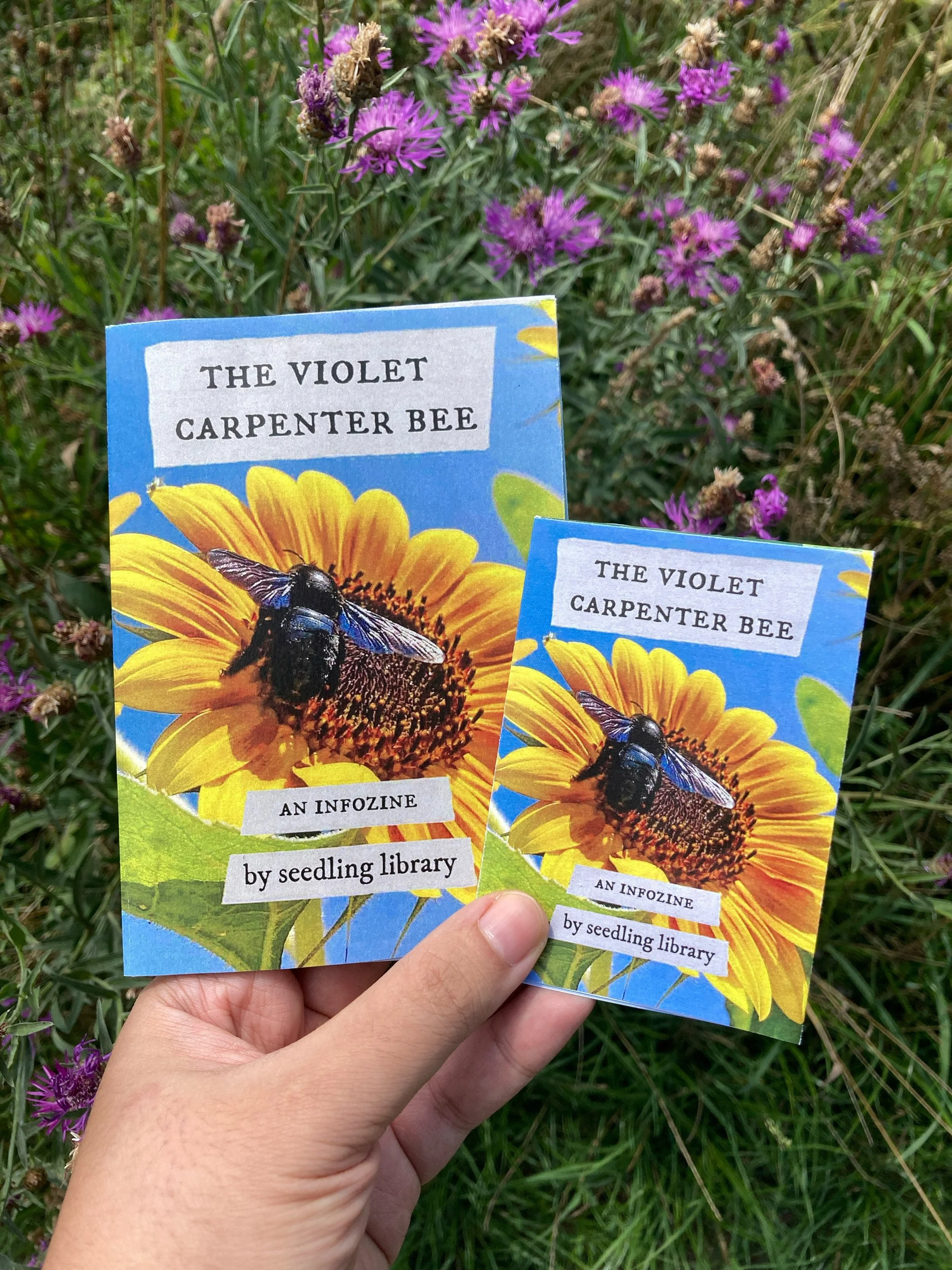 A hand holding two differently sized "The Violet Carpenter Bee" zines.