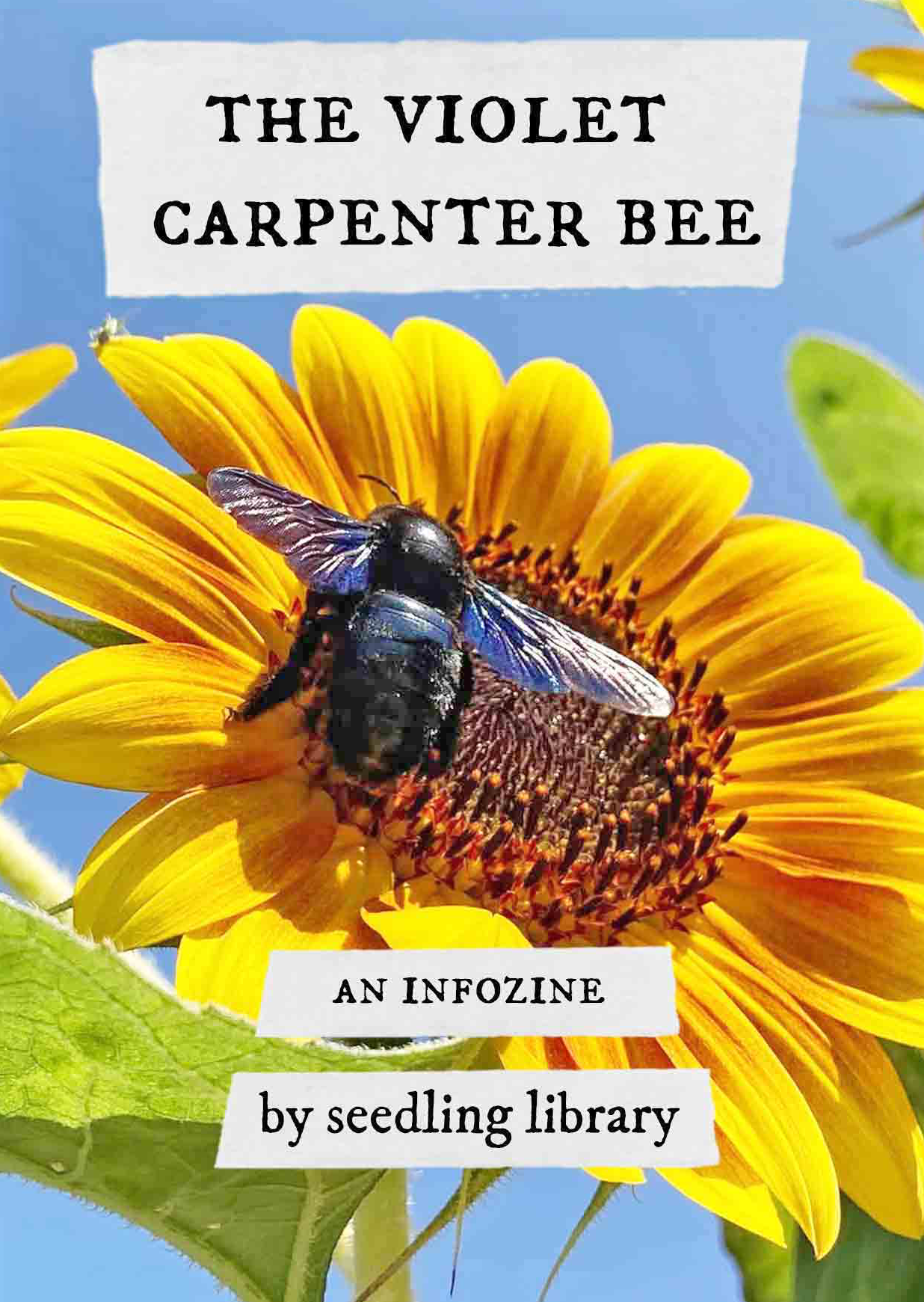 Zine cover: “The Violet Carpenter Bee - an infozine by Seedling Library“. The cover shows a big black bee with blue wings sitting on a sunflower flower.