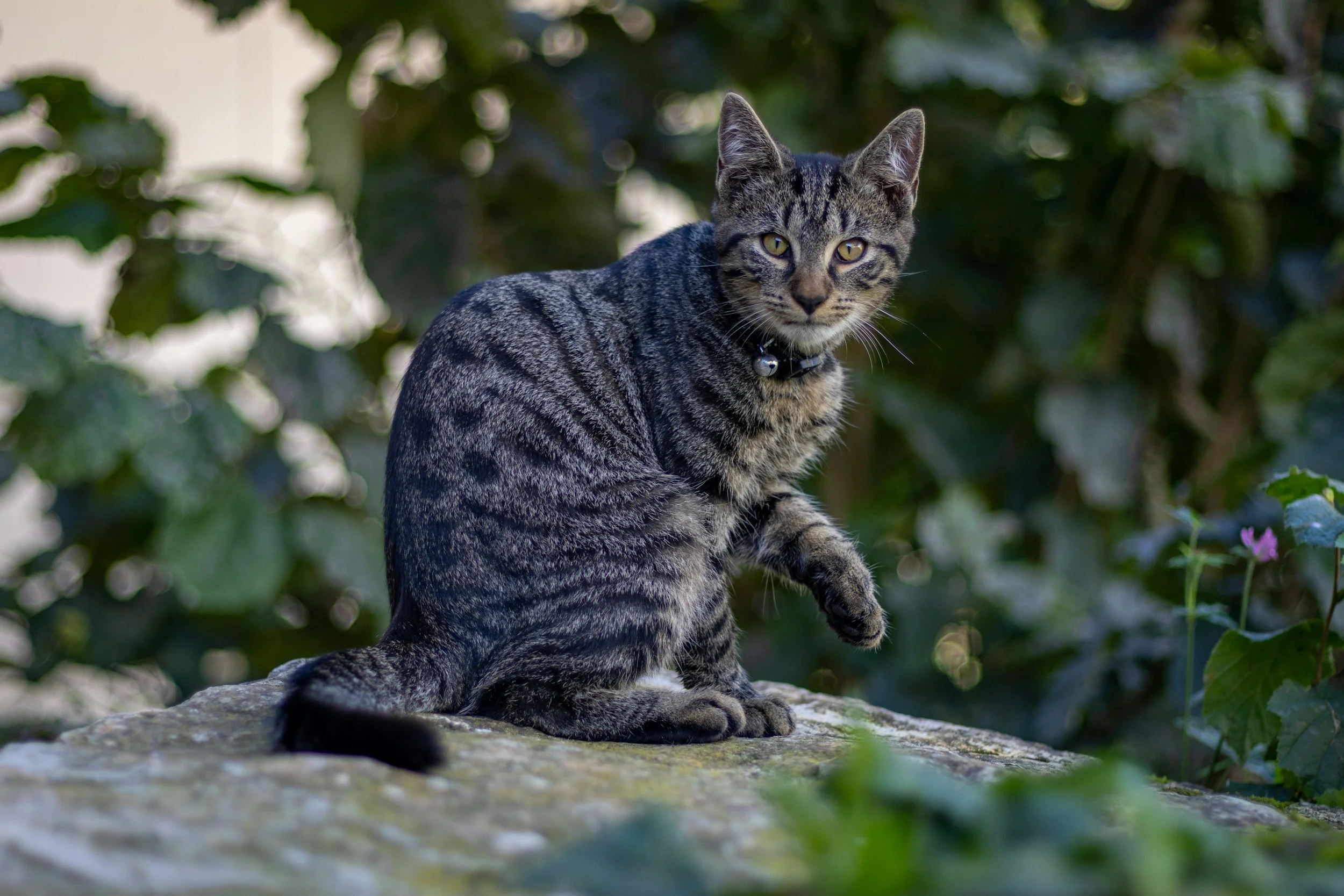 Chapter Six: When Food Makes Them Sick