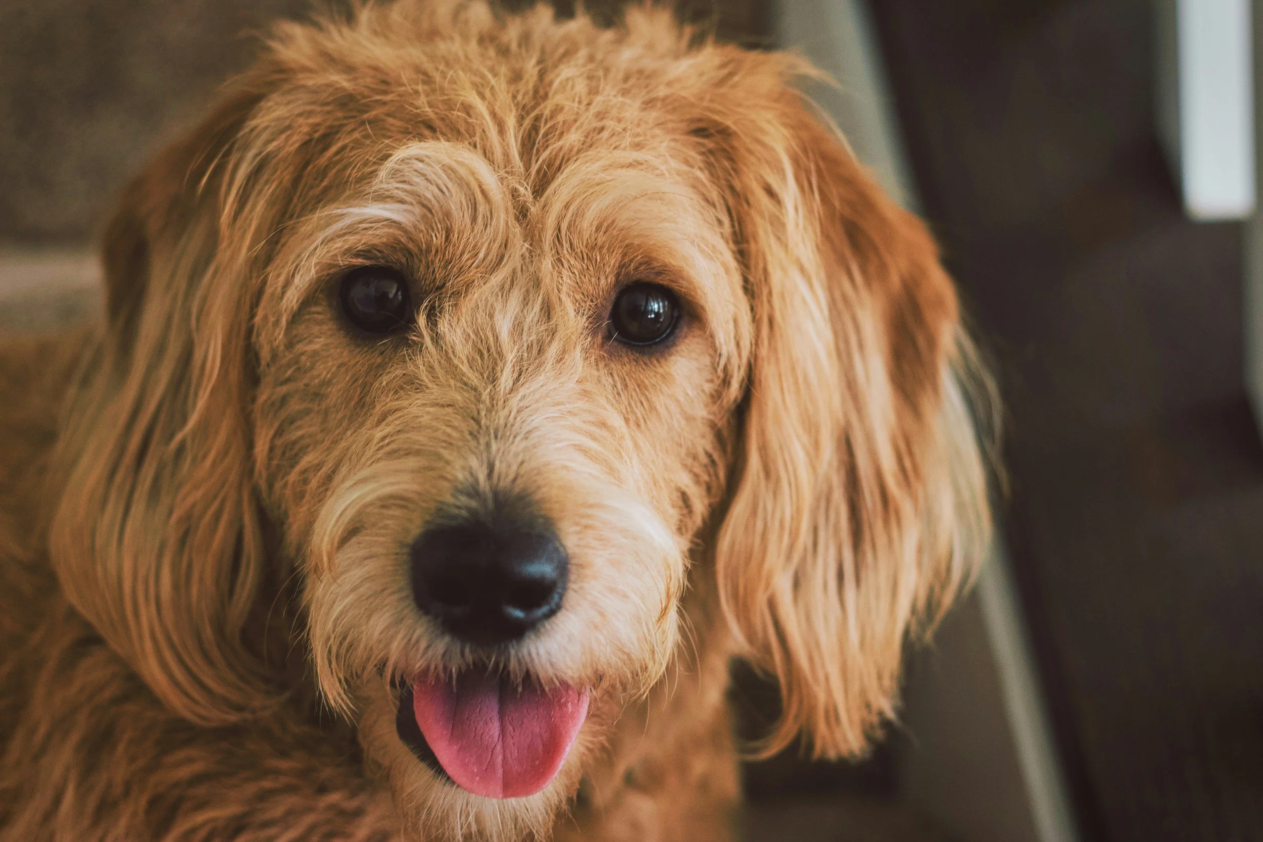Signs Your Animal Is Trying to Communicate With You