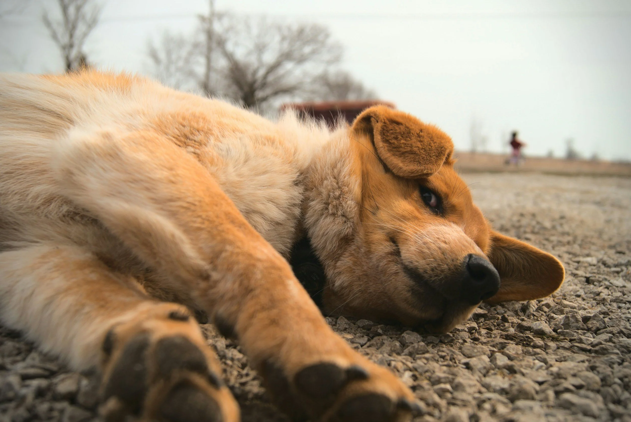 How Animal Communication Supports Healing and Behavior Changes