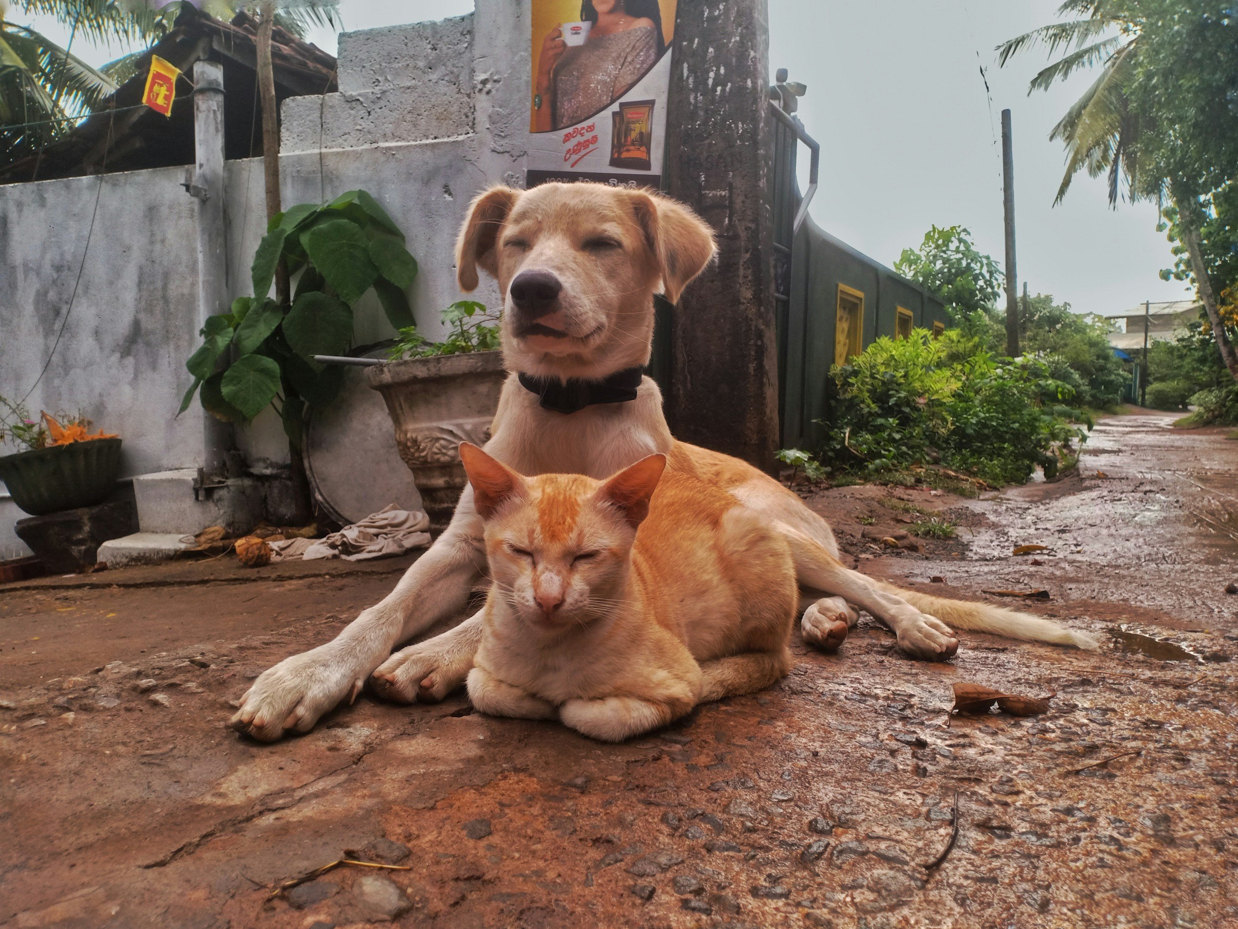 In-Home Pet Sitting vs Boarding: What Is Best for Your Animal