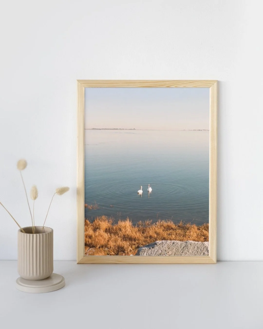 Swans in Newburyport